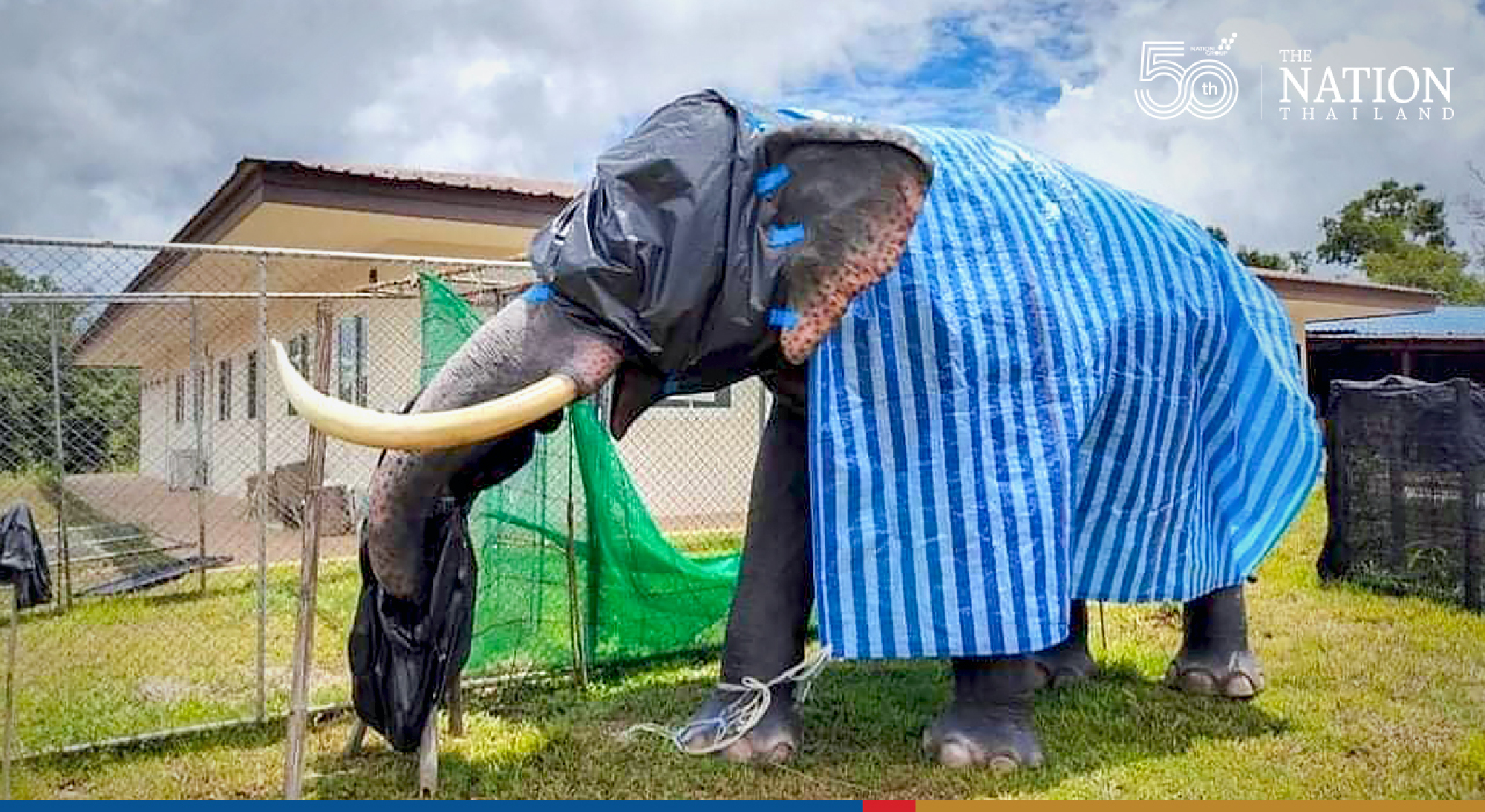 Khao Yai visitor centre’s guardian, Plai Ning, returns to its post