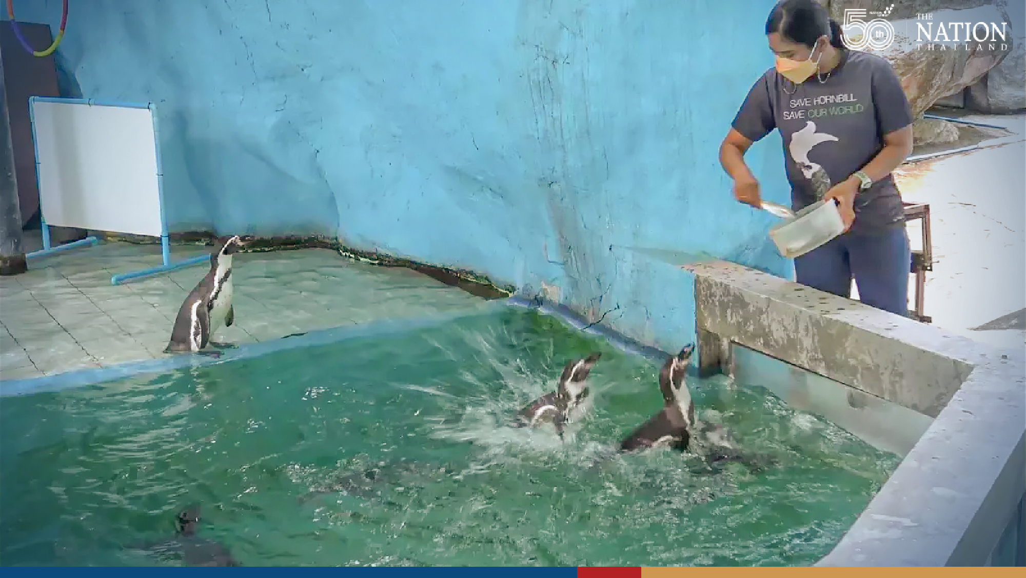 Sporty seals ready to show off volleyball skills at Songkhla Zoo