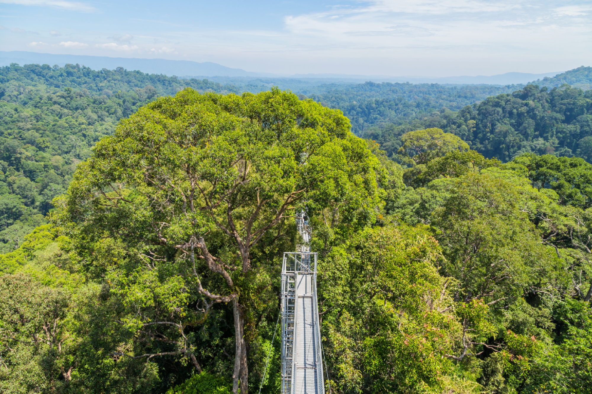 Ulu Temburong National Park in Temburong, Brunei (ASEAN-Korea Center)