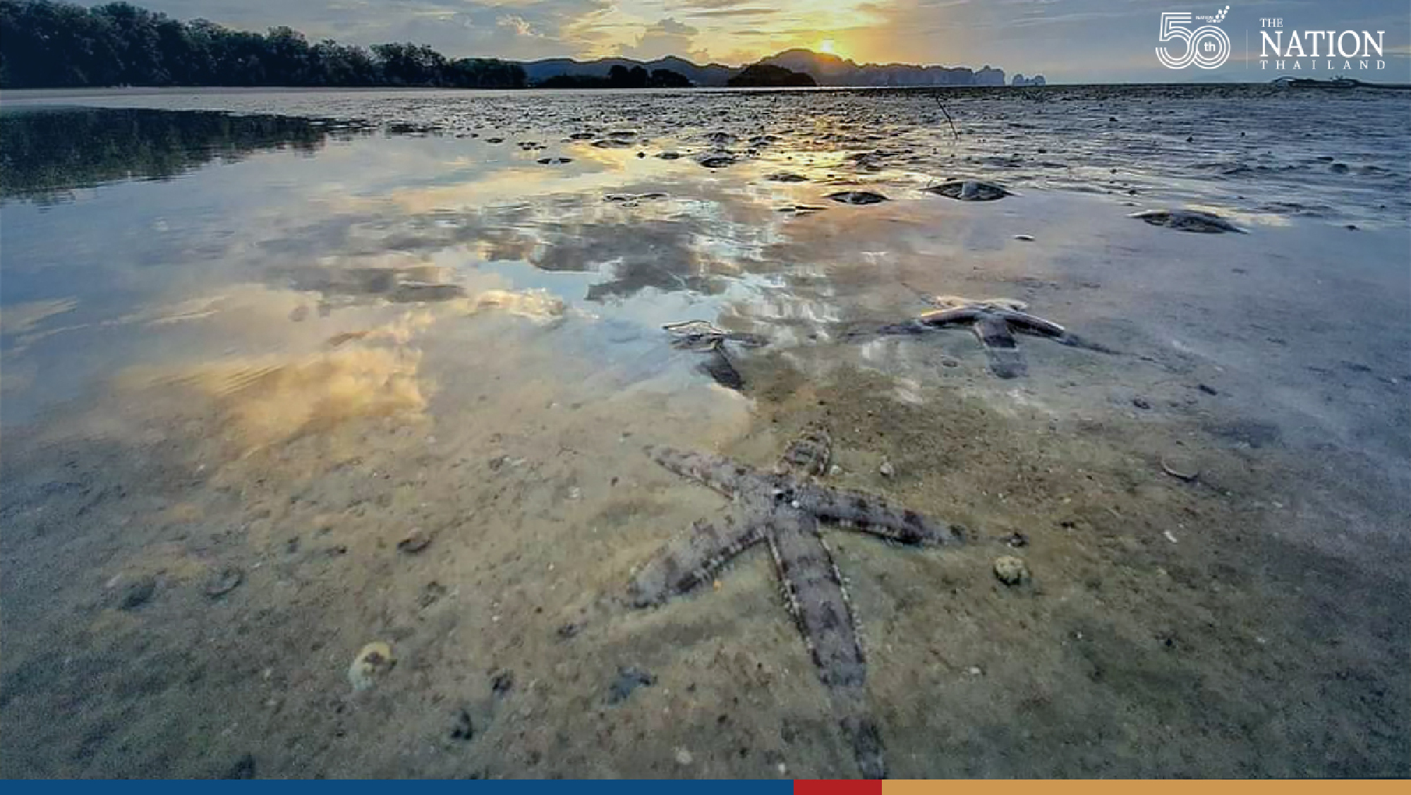 Tourists warned not to catch starfish, marine life for photos