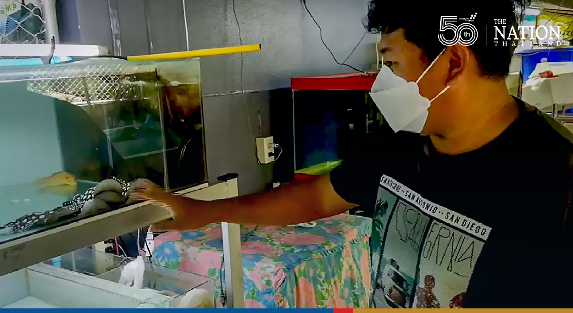 Beautiful stingray bring a bounty to Trang local