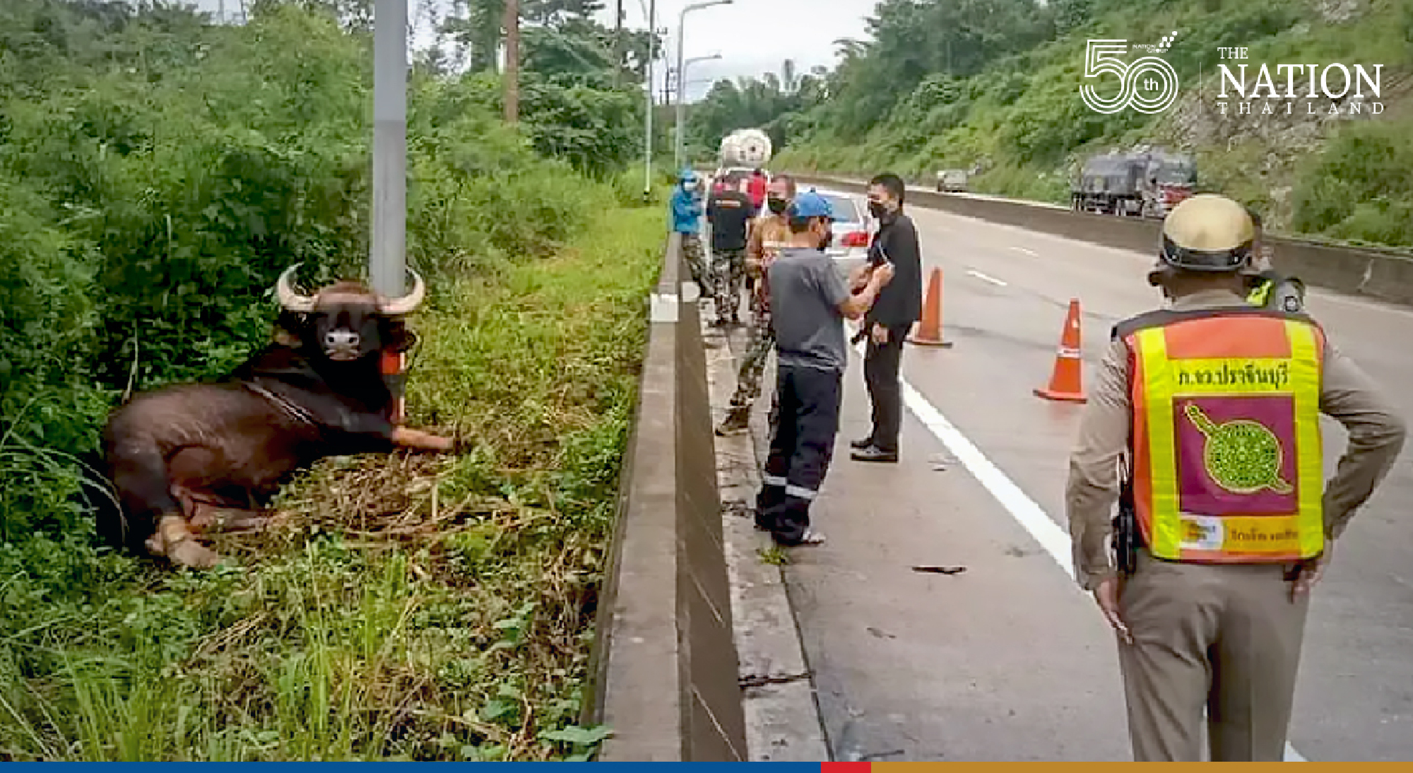 Wild bull dies in Khao Yai park, possibly from electric shock