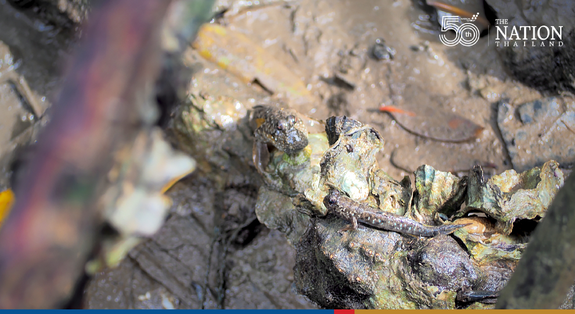 Koh Phayam next Thai island set to reopen to foreign travellers