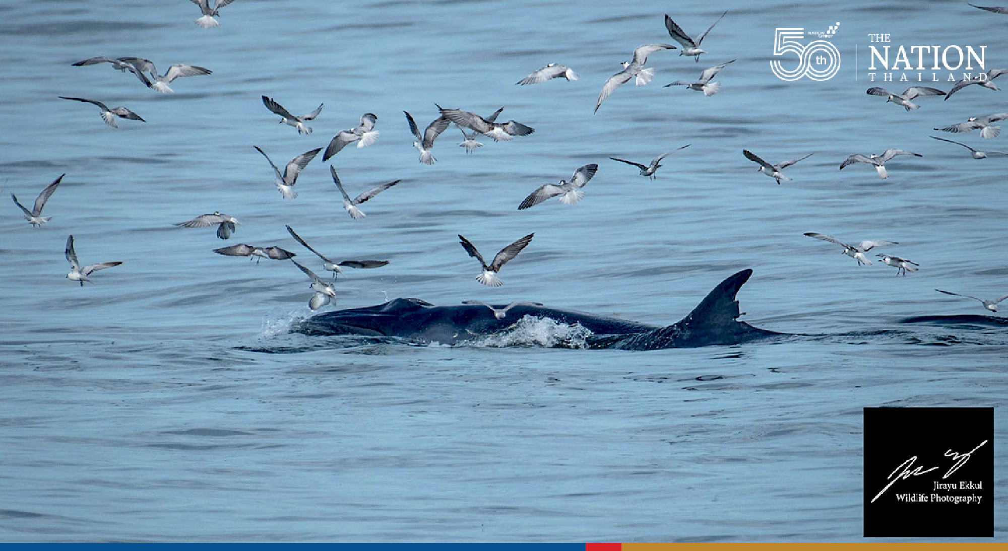 Brydes whale population up by 10 since 2020