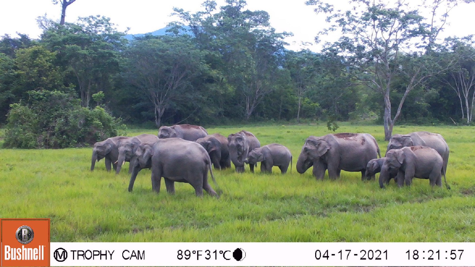 Bajrasudha Gajanurak : A Royal Elixir to Strengthen Wild Elephants