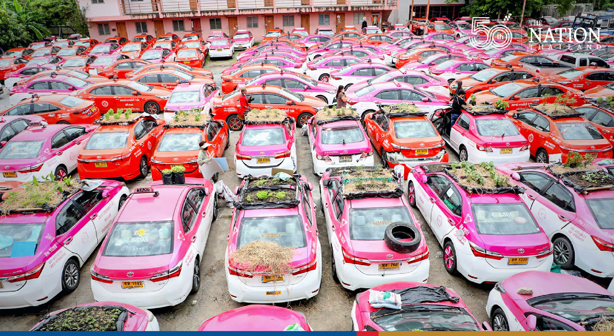 Bangkok’s ‘taxi graveyard’ now a veggie marvel