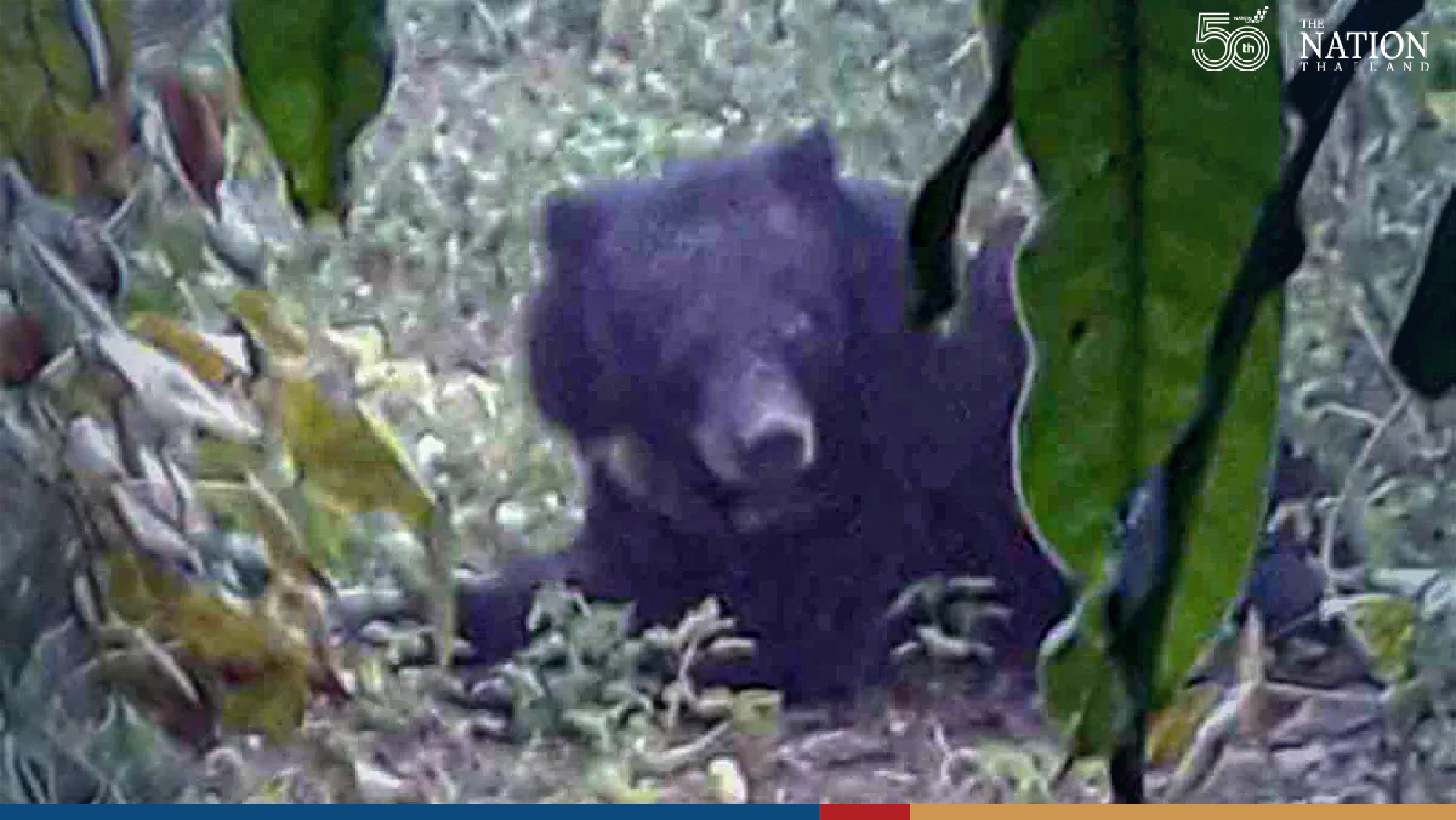 Bear with failing eyesight rescued from Sa Kaew village