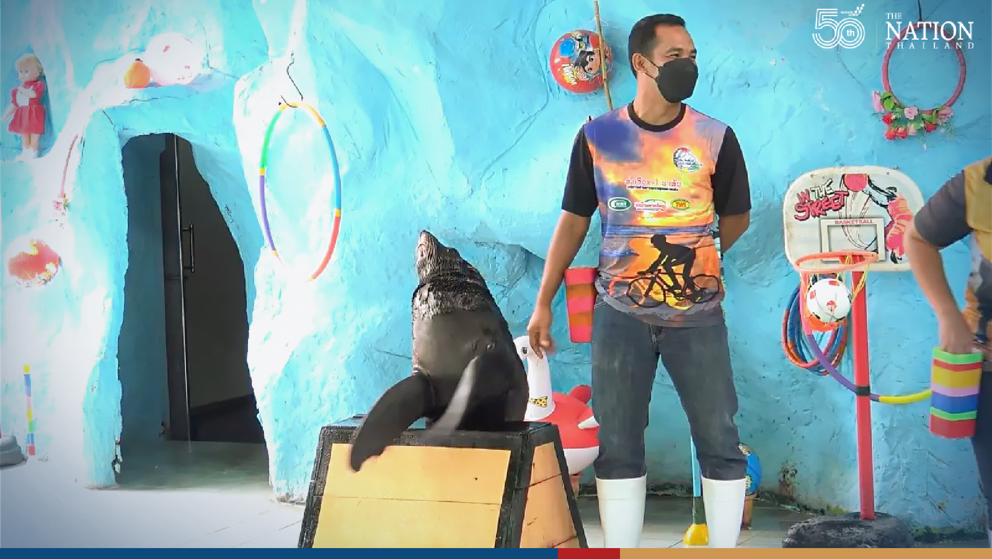 Sporty seals ready to show off volleyball skills at Songkhla Zoo