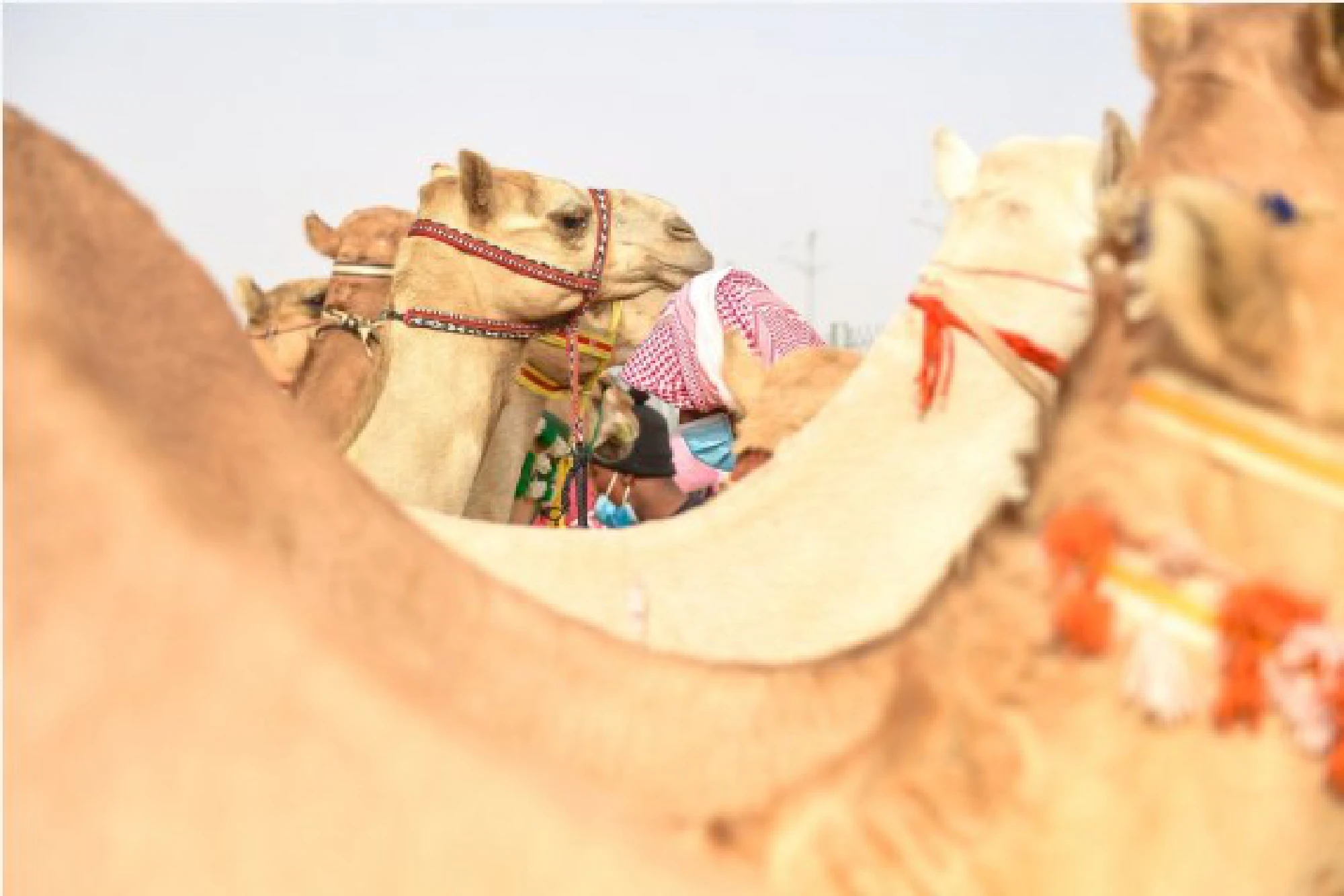 Camels are seen at the Crown Prince Camel Festival held in Taif, Saudi Arabia, Sept. 10, 2021. 