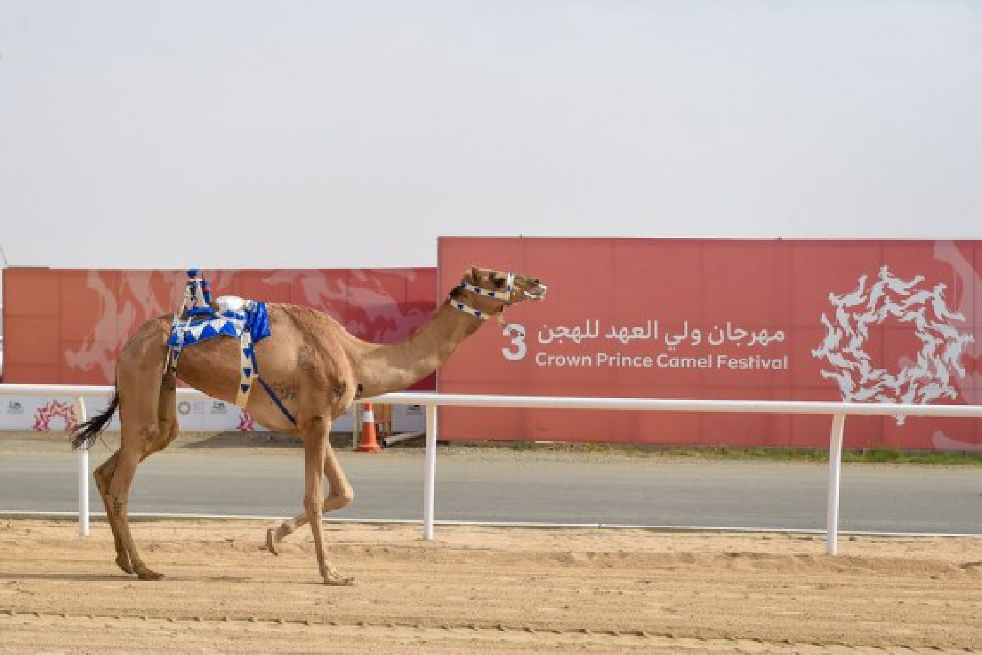 A camel is seen at the Crown Prince Camel Festival held in Taif, Saudi Arabia, Sept. 10, 2021.