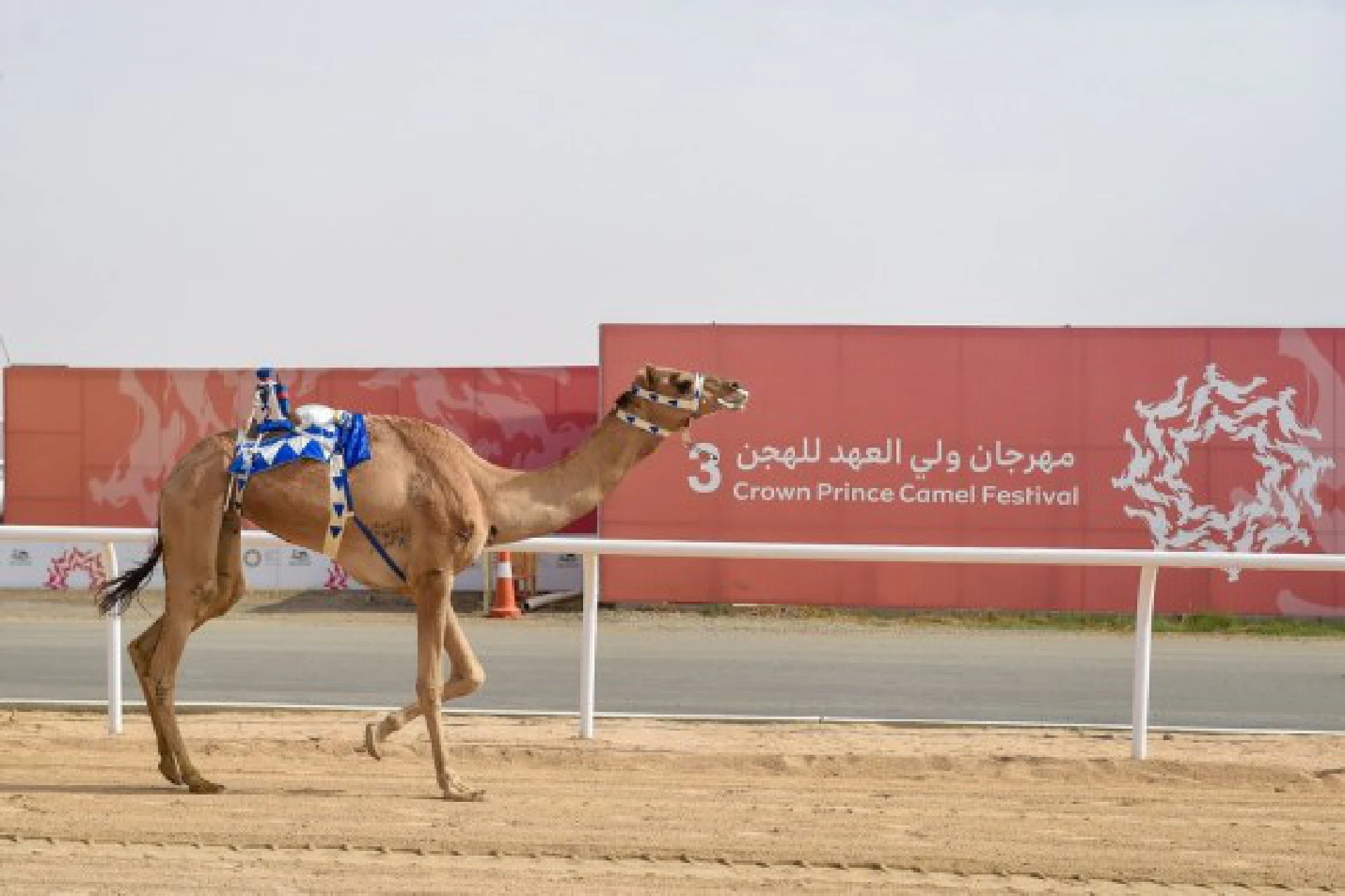 A camel is seen at the Crown Prince Camel Festival held in Taif, Saudi Arabia, Sept. 10, 2021.