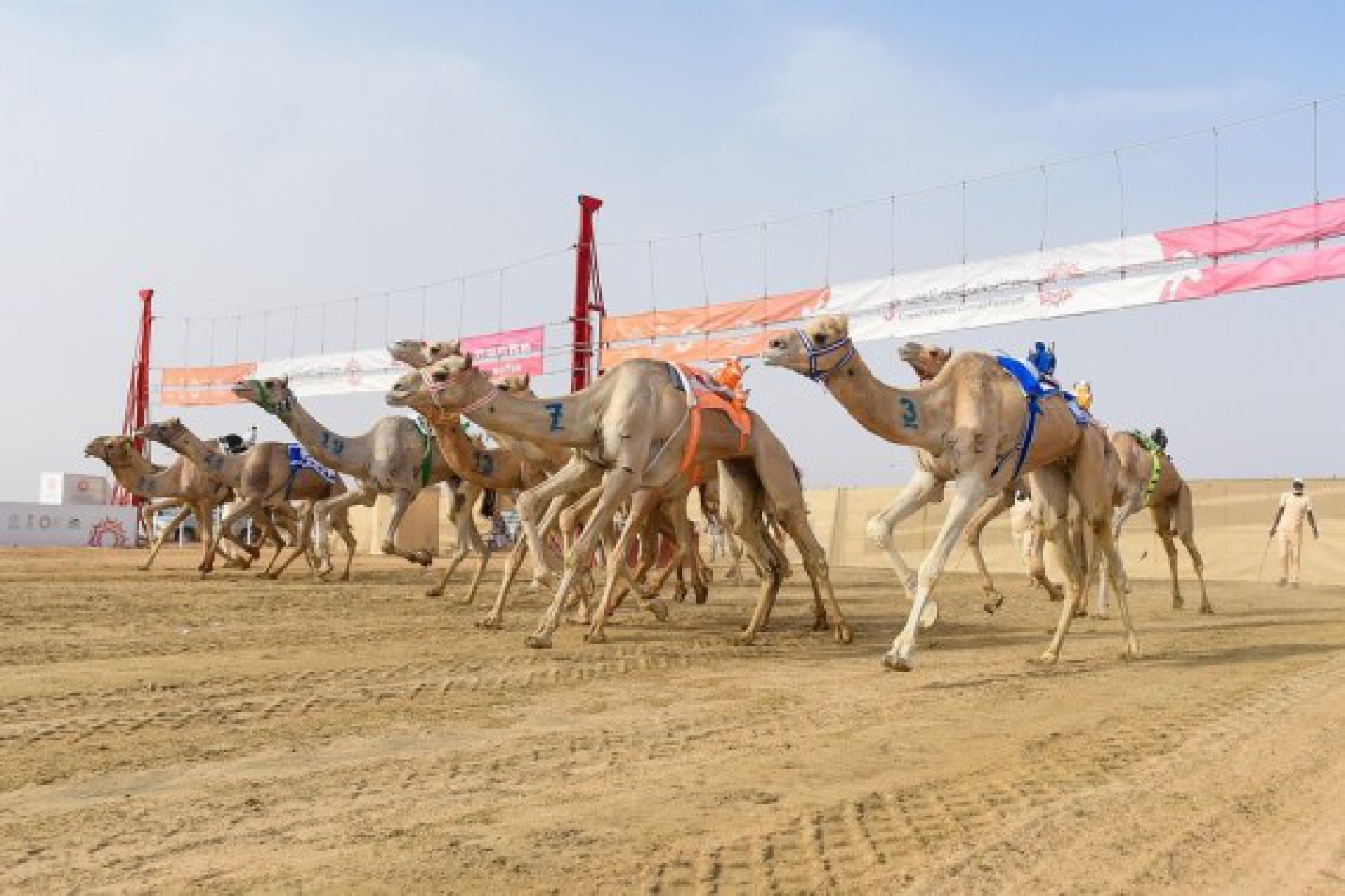 Camels are seen racing at the Crown Prince Camel Festival held in Taif, Saudi Arabia, Sept. 10, 2021.