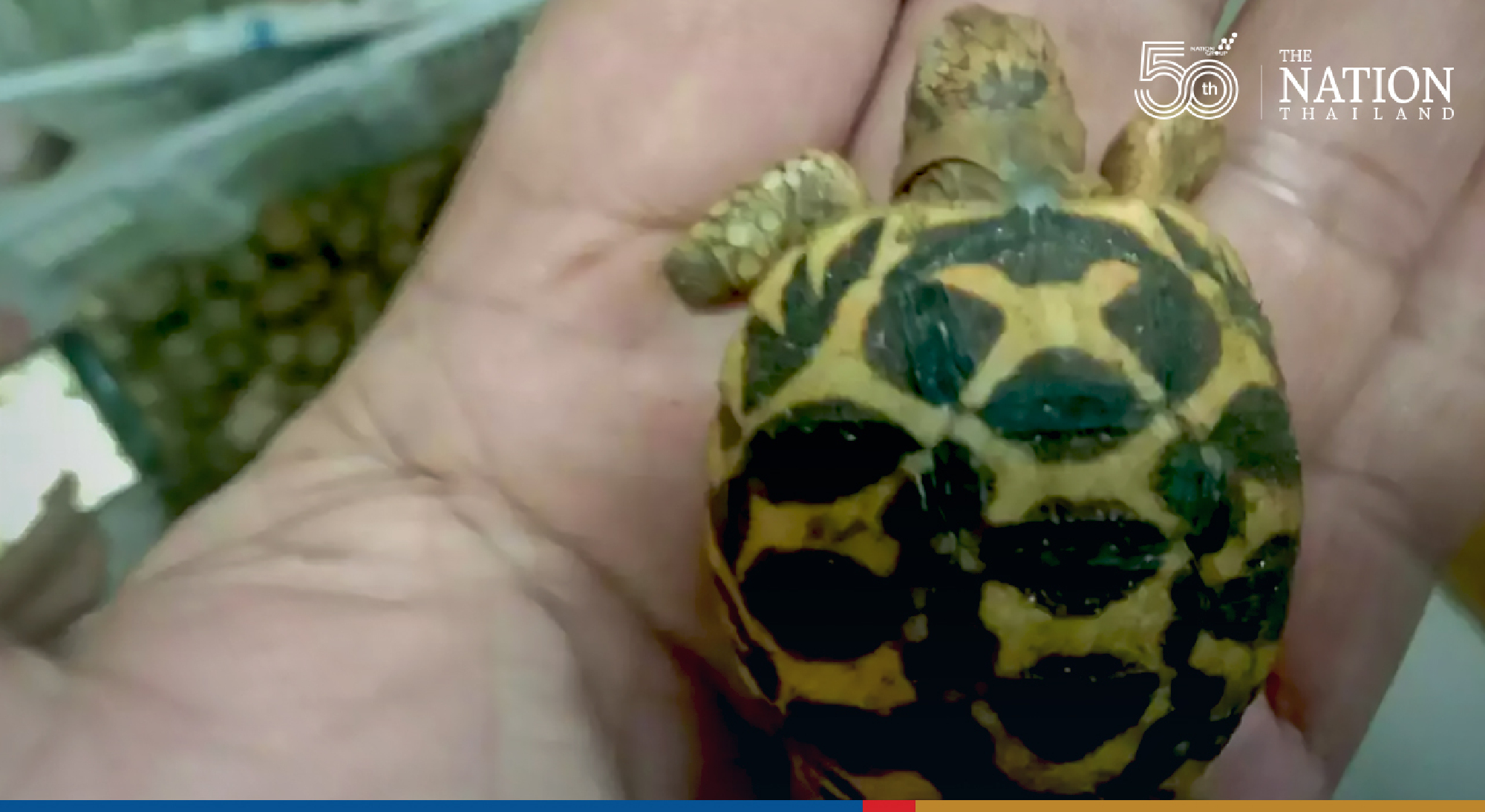 Tak police seize over 9,000 smuggled turtles worth up to THB1.5m