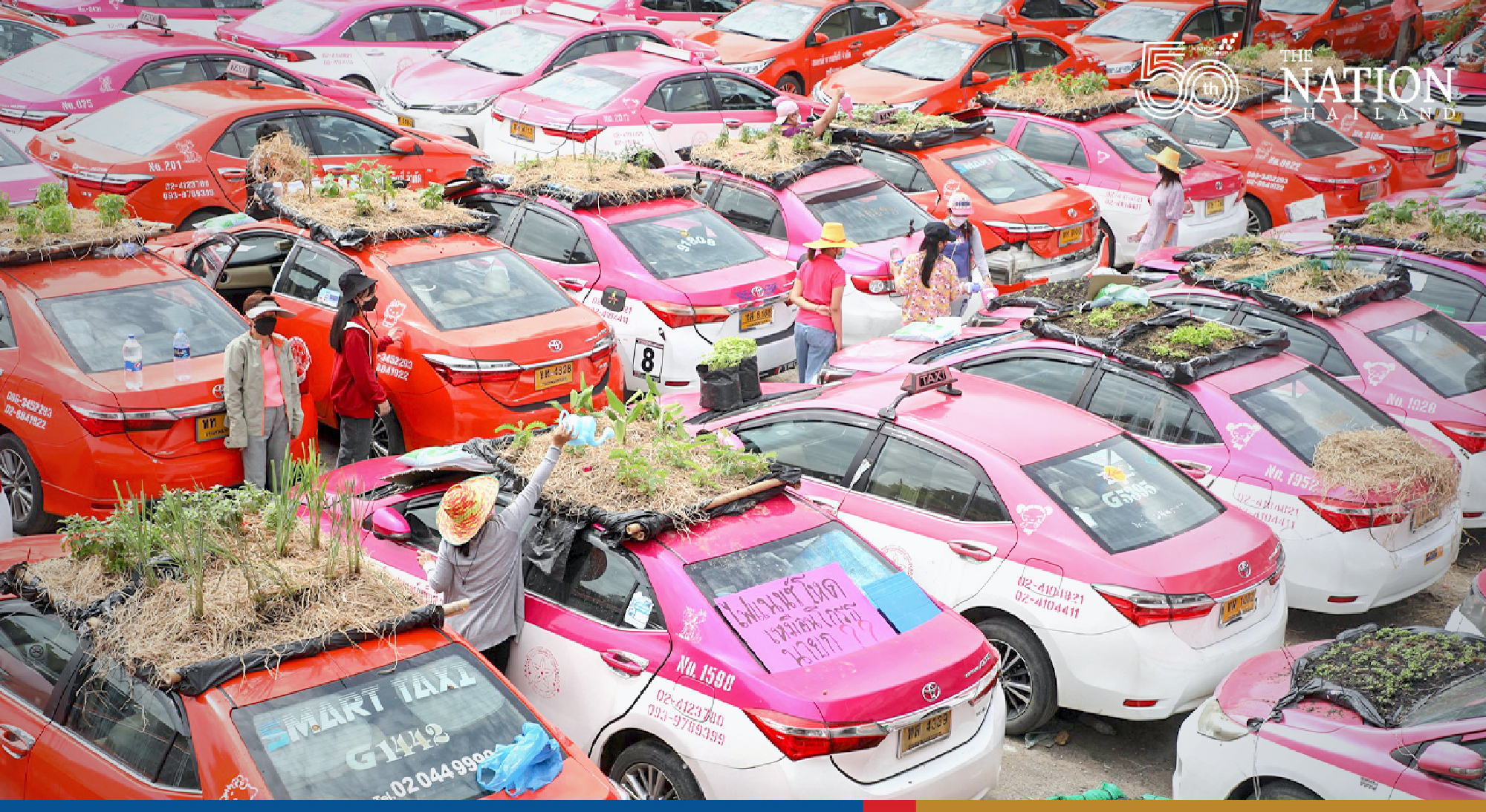The cabs now sport veggies like chilli, holy basil, eggplant and spring onions. 