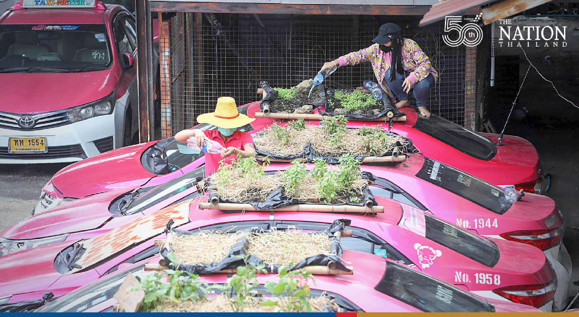 Bangkok’s ‘taxi graveyard’ now a veggie marvel