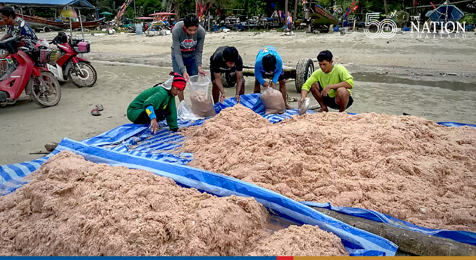Rayong beach comes alive with krill fishing