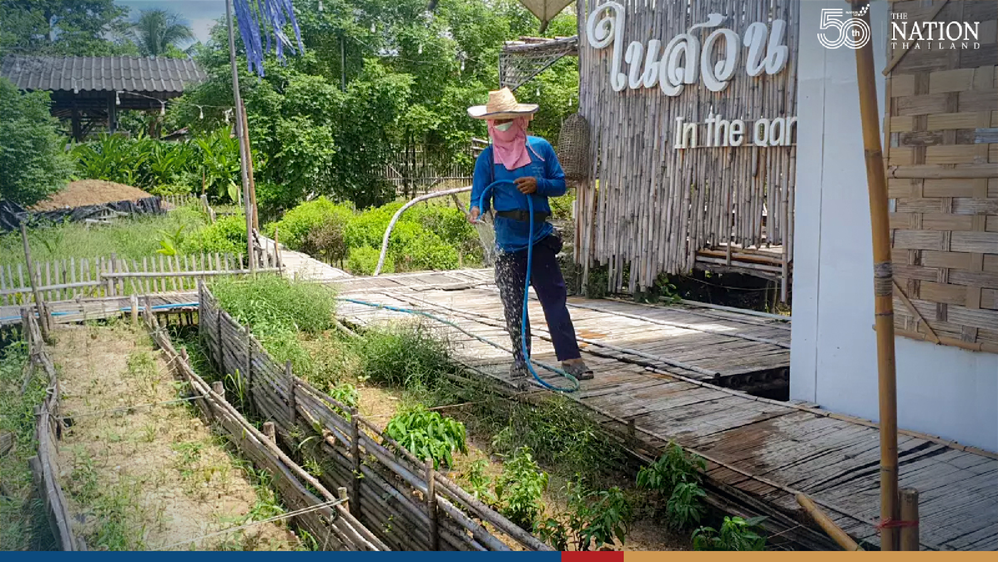 Chiang Mai reaping 1-tonne harvest of anti-Covid herb Fah Talai Jone