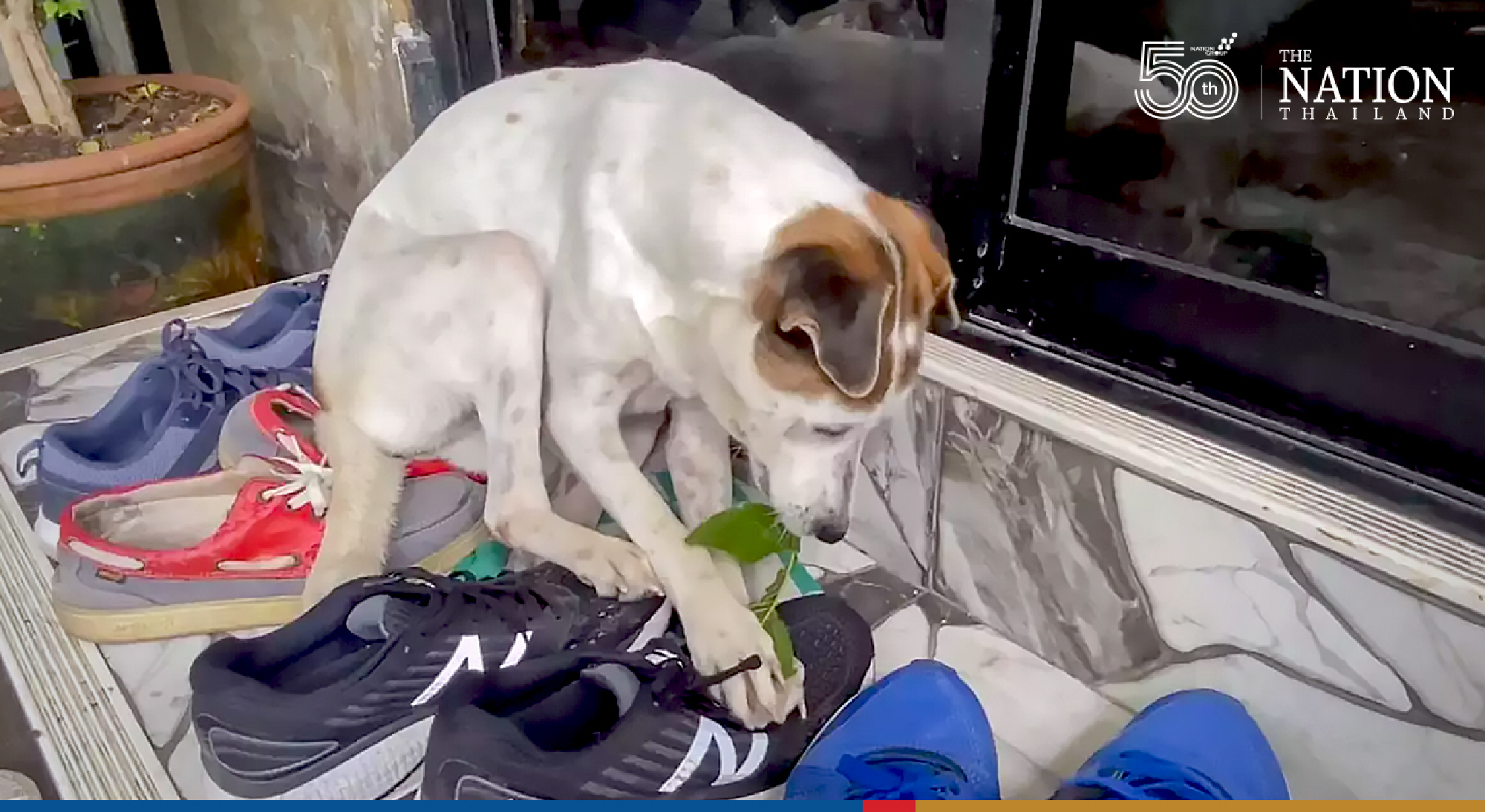 Three family pooches get hooked on kratom, owners given stern warning