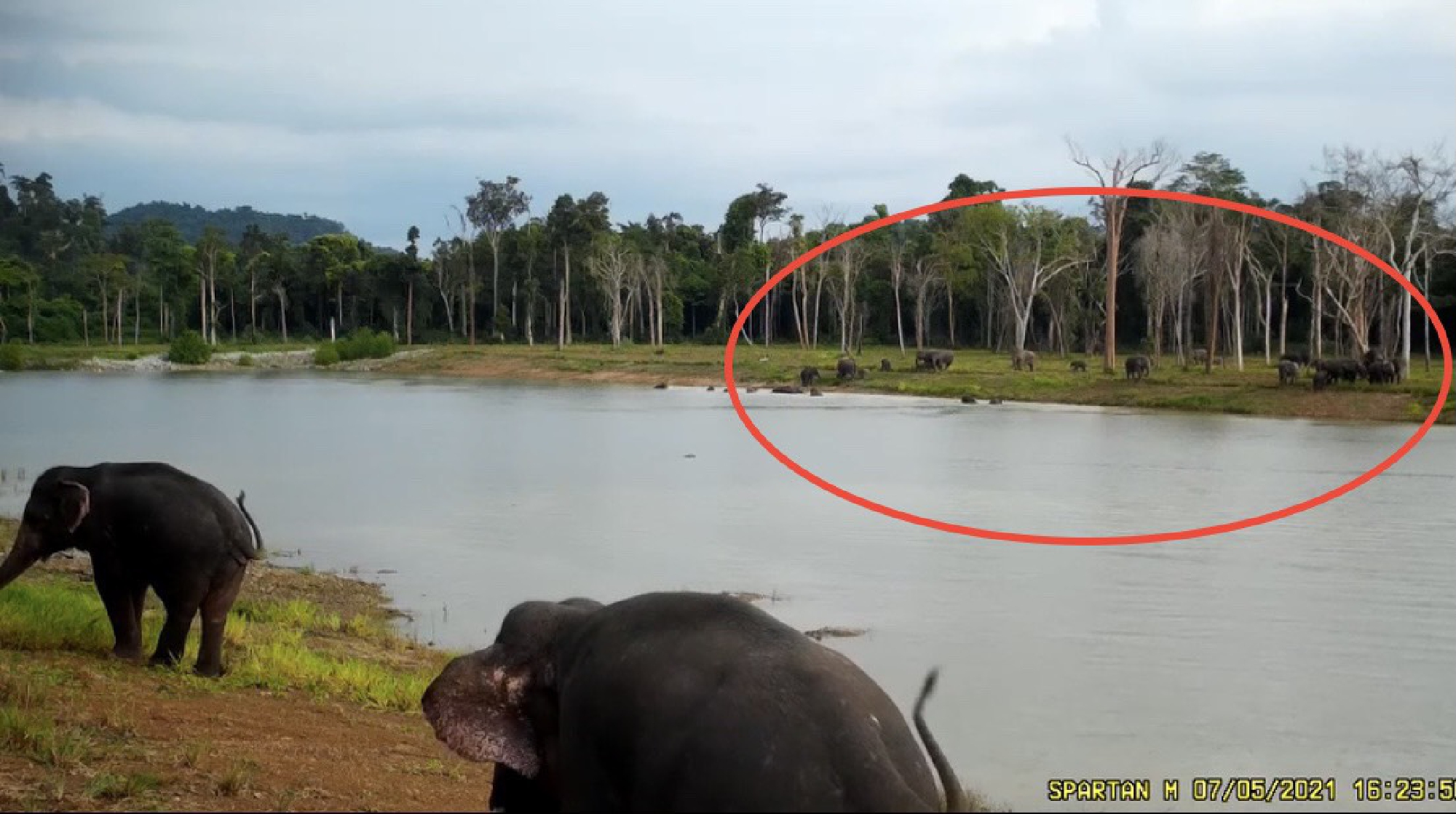 Bajrasudha Gajanurak : A Royal Elixir to Strengthen Wild Elephants