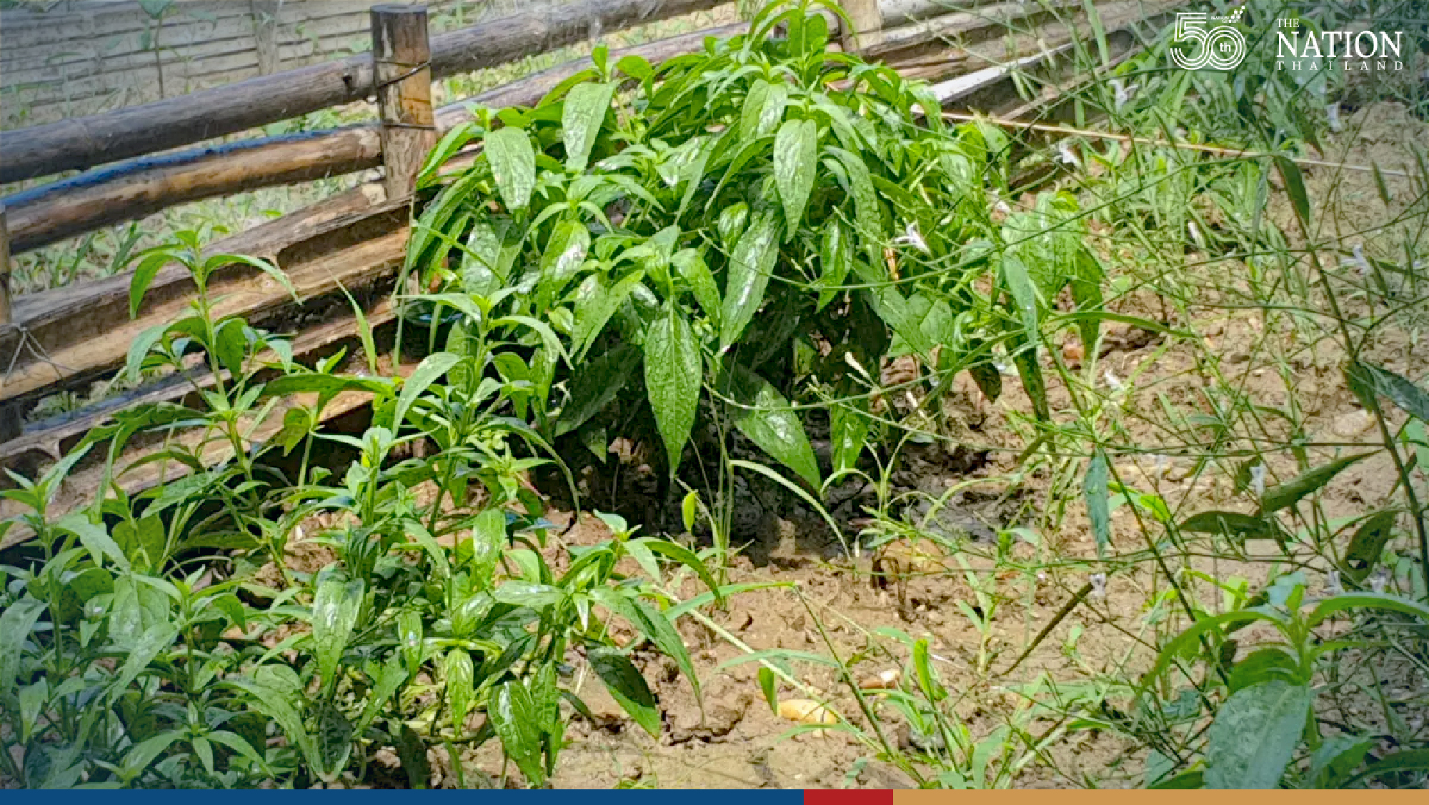 Chiang Mai reaping 1-tonne harvest of anti-Covid herb Fah Talai Jone