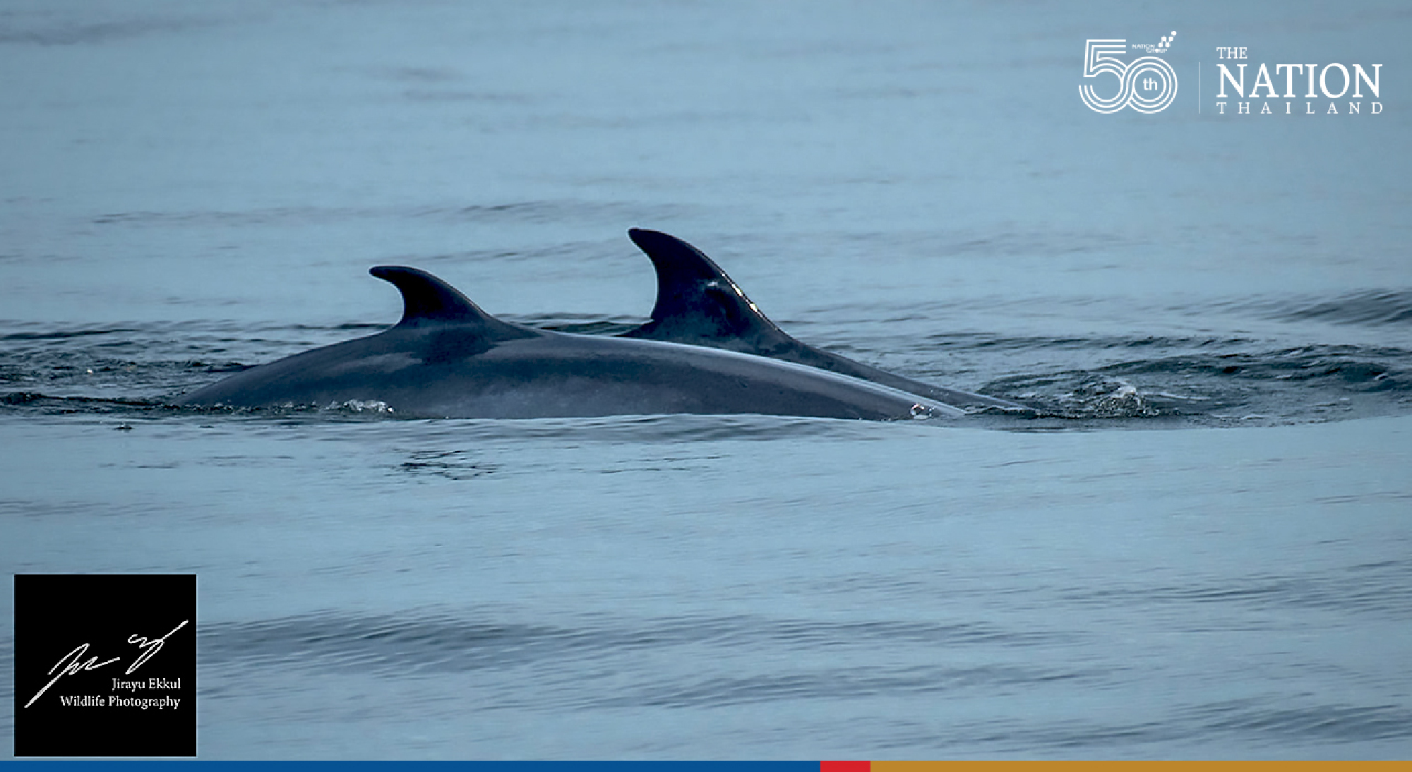 Brydes whale population up by 10 since 2020