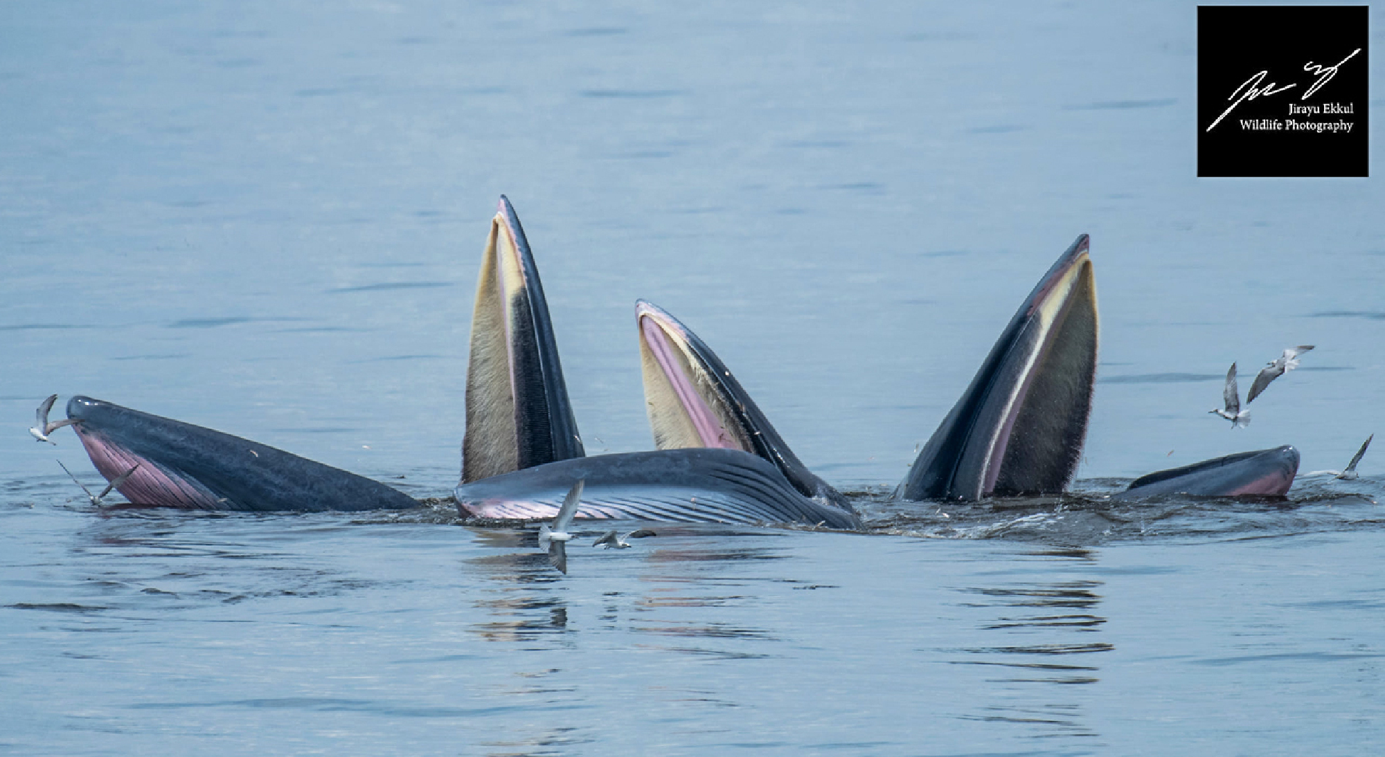 Brydes whale population up by 10 since 2020