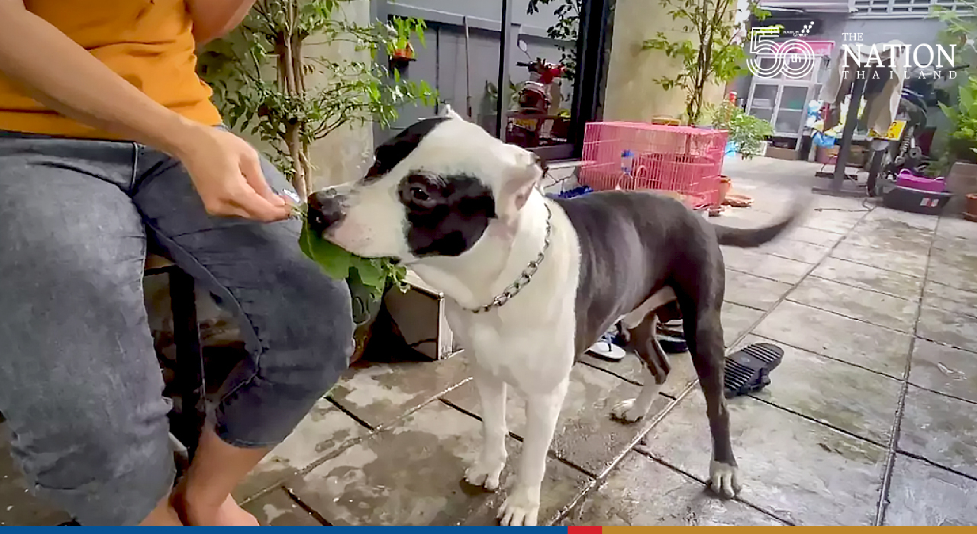 Three family pooches get hooked on kratom, owners given stern warning