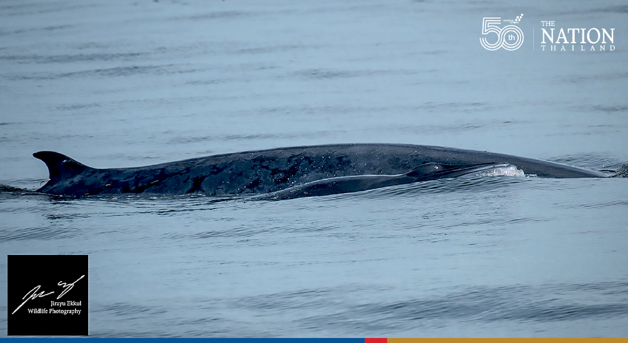 Brydes whale population up by 10 since 2020