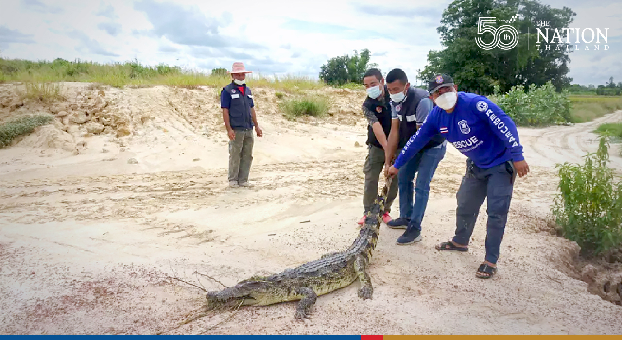 Dramatic crocodile capture in Kamphaeng Phet