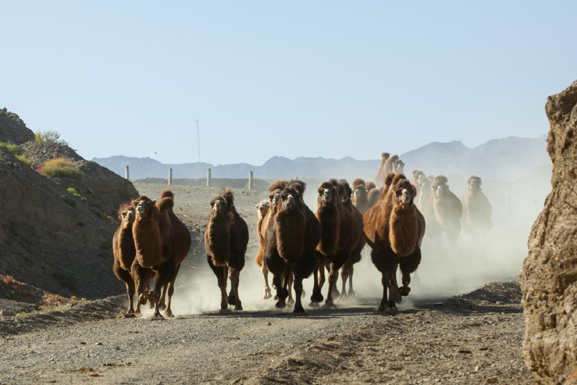 Many camels can be seen during the migration. [Photo by Zhou Xin/For chinadaily.com.cn]