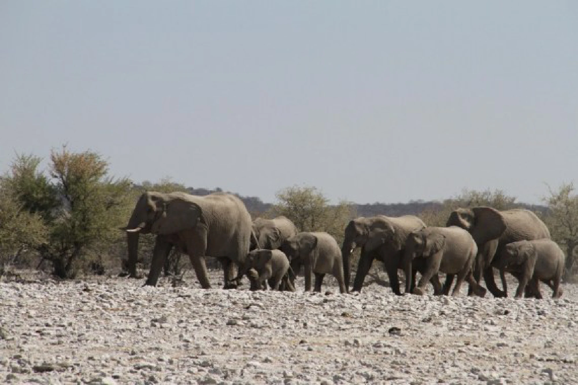 File photo taken on Aug. 26, 2016 shows elephants at the Etosha National Park, northwestern Namibia. (Xinhua/Wu Changwei)