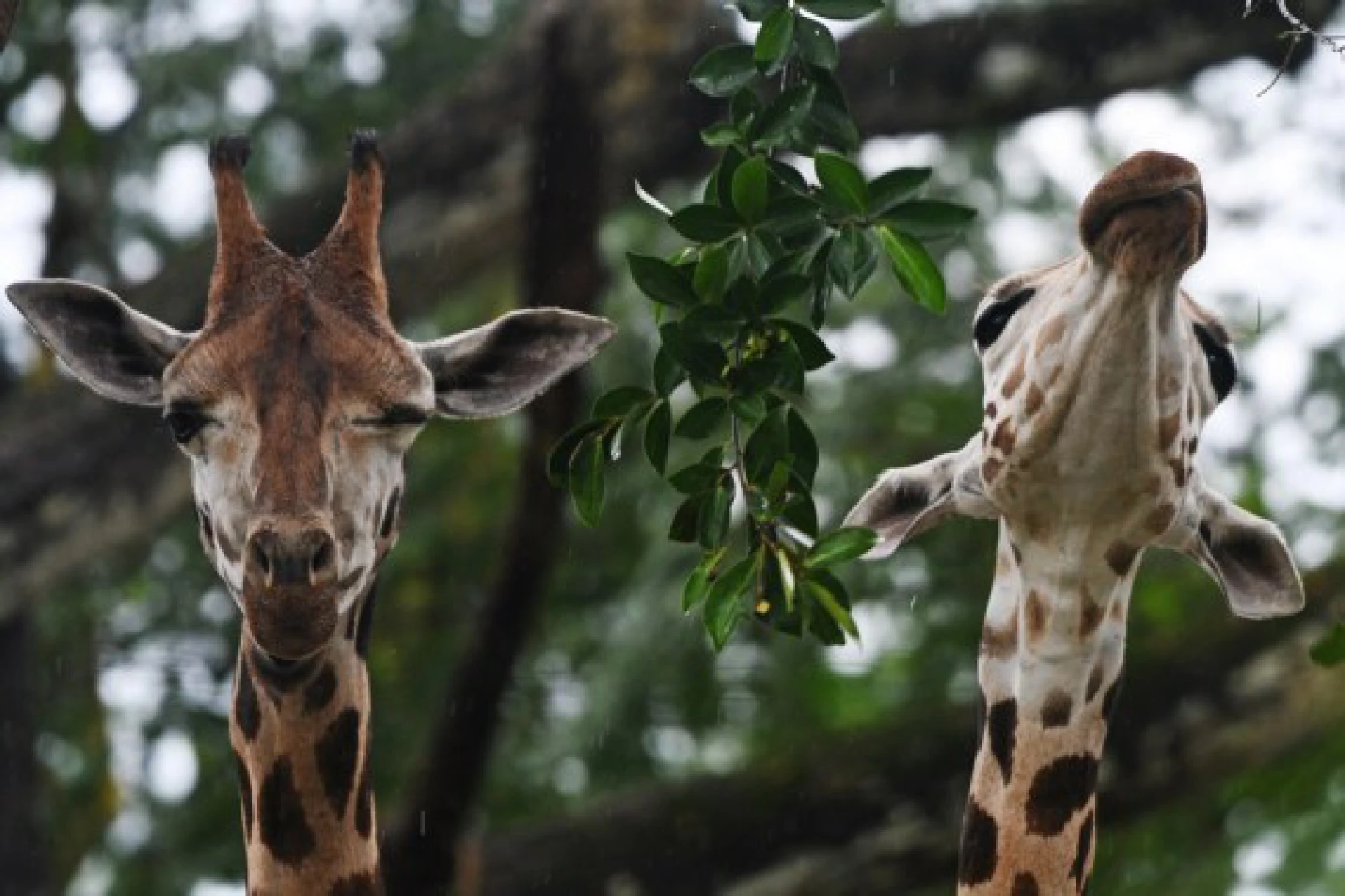Two young Rothschild's giraffes are seen in their public debut at the Singapore Zoo in Singapore on Sept. 30, 2021. (Photo by Then Chih Wey/Xinhua)