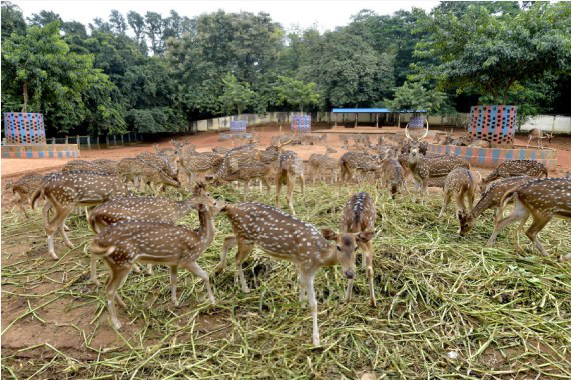Deer are seen at the  Bangladesh National Zoo in Dhaka, capital of Bangladesh, on Oct. 3, 2021, the eve of World Animal Day. (Xinhua)