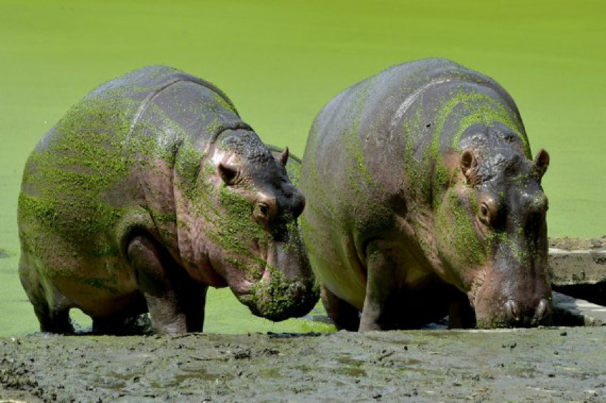 Hippos are seen at the  Bangladesh National Zoo in Dhaka, capital of Bangladesh, on Oct. 3, 2021, the eve of World Animal Day. (Xinhua)