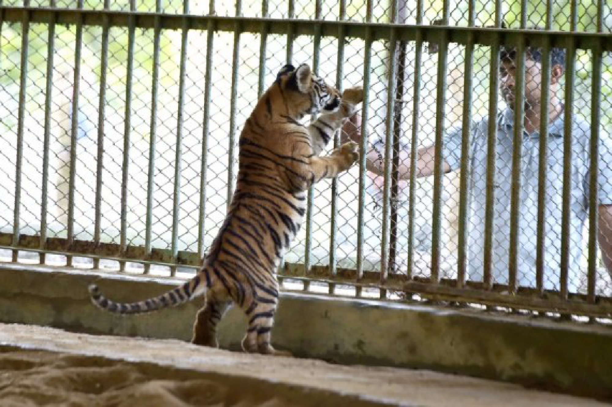 A baby tiger plays with a staff member at the Bangladesh National Zoo in Dhaka, capital of Bangladesh, on Oct. 3, 2021, the eve of World Animal Day. (Xinhua)