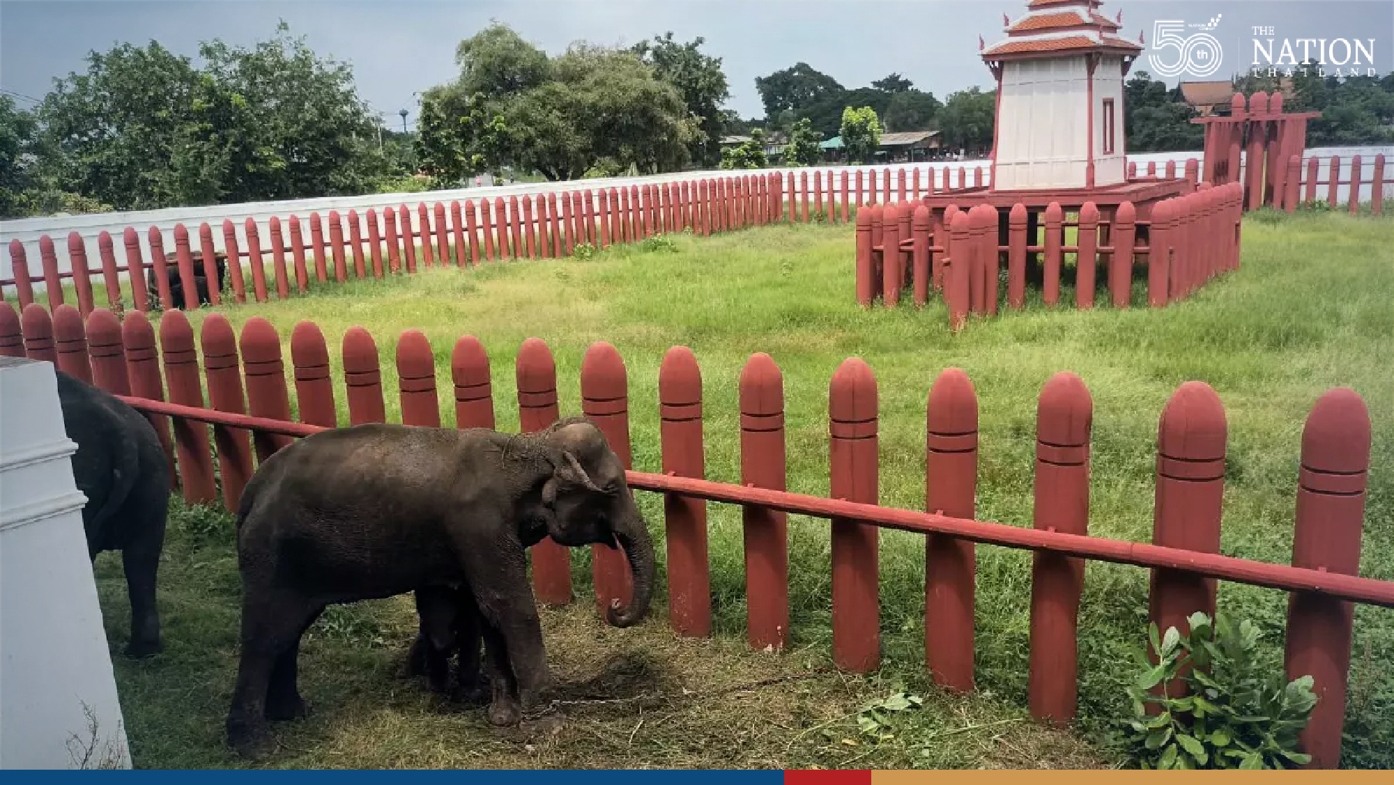 Elephants herded to higher ground in Ayutthaya