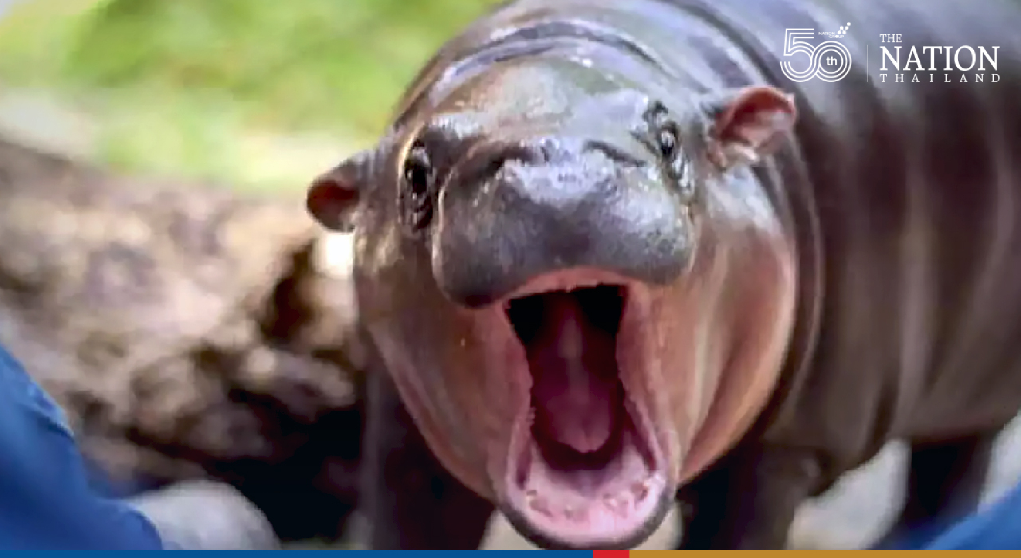 Khao Kheow Open Zoo throws celeb pygmy hippo Moo Toon a feast