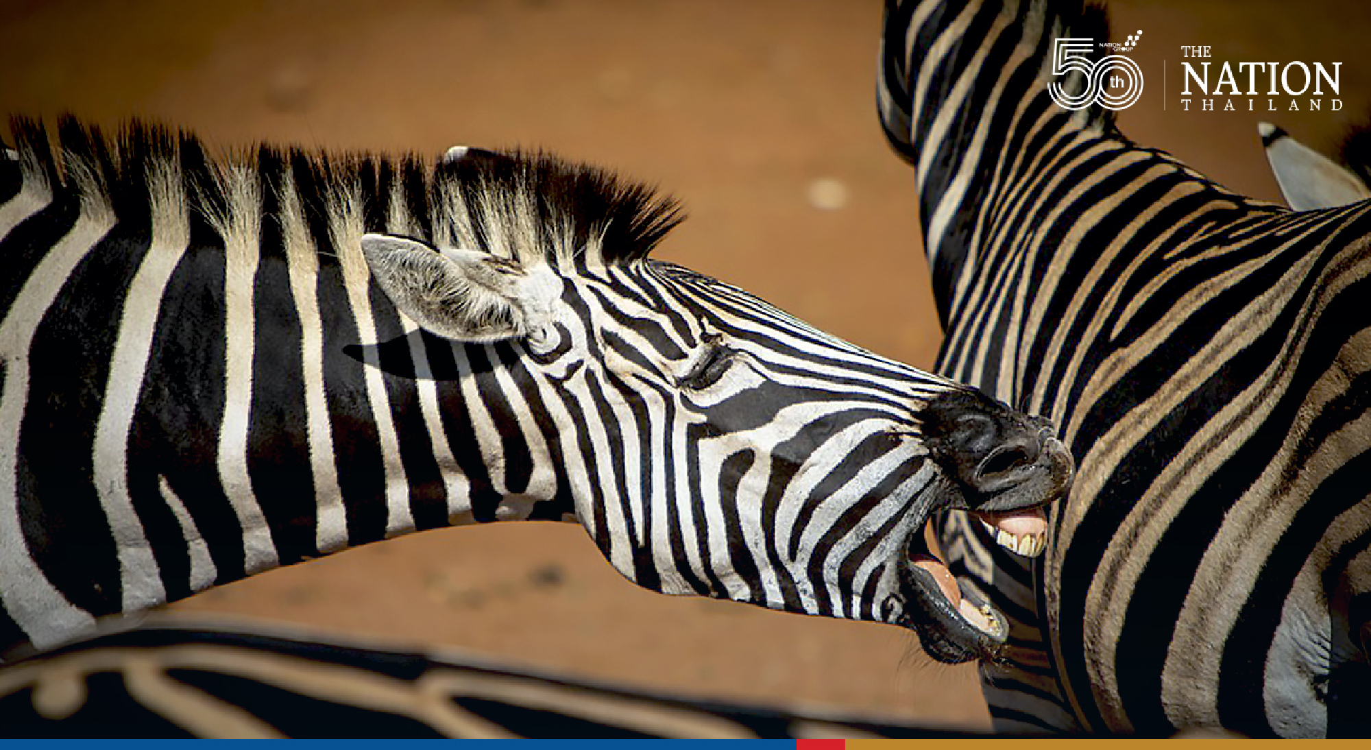 Comedy Wildlife Photography Awards on Oct 22