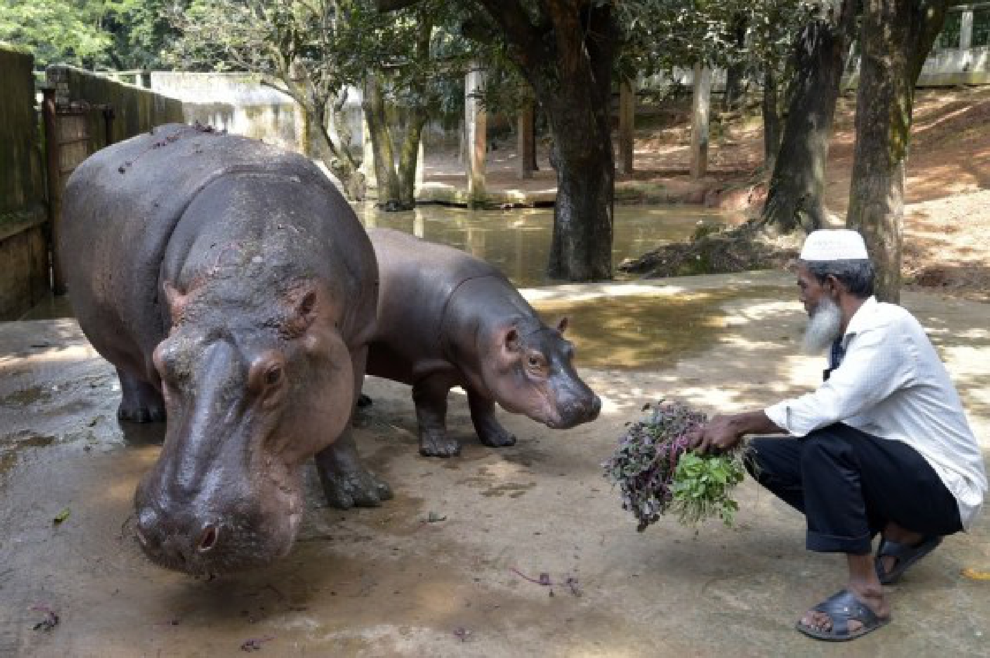 A staff member feeds hippos at the Bangladesh National Zoo in Dhaka, capital of Bangladesh, on Oct. 3, 2021, the eve of World Animal Day. (Xinhua)