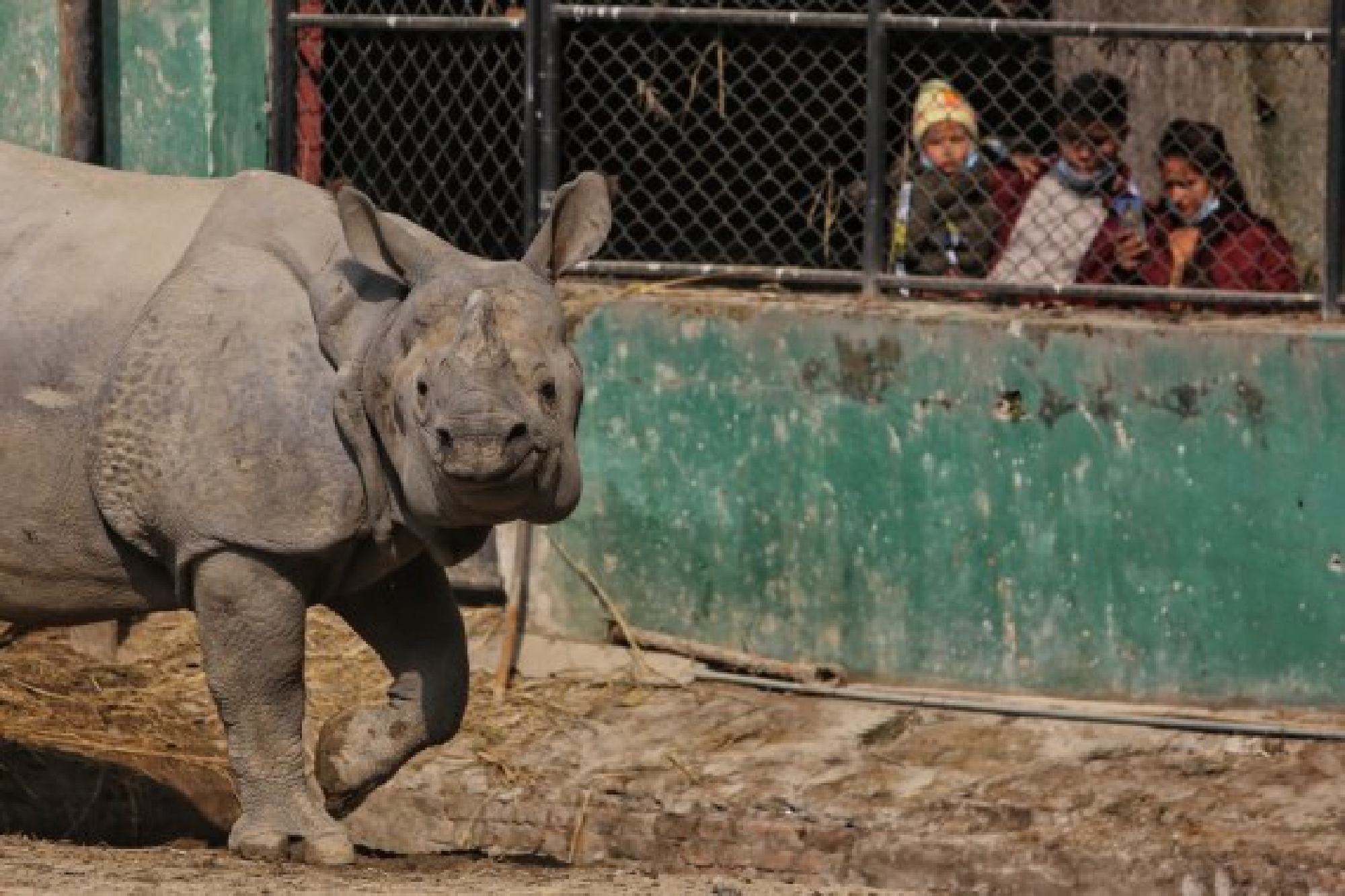 Visitors watch a rhino at the Central Zoo in Lalitpur, Nepal, Dec. 10, 2020. (Photo by Sulav Shrestha/Xinhua)