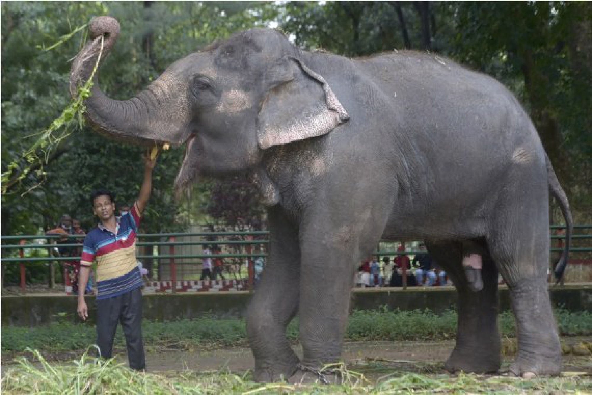 A staff member feeds an elephant at the  Bangladesh National Zoo in Dhaka, capital of Bangladesh, on Oct. 3, 2021, the eve of World Animal Day. (Xinhua)