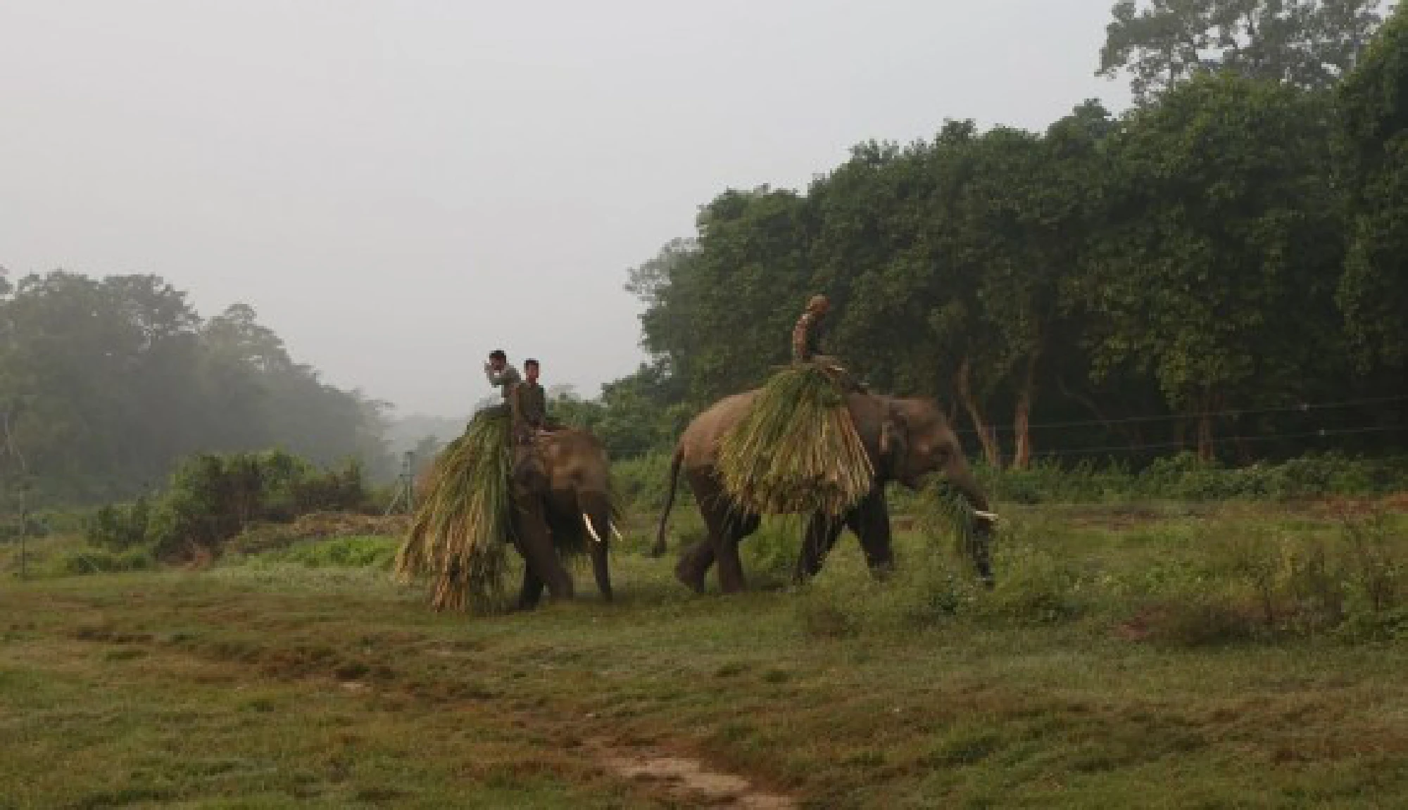 Elephants walk with grass taken from forest in Sauraha, a tourism hub in southwest Nepal's Chitwan district, Nov. 3, 2019. (Photo by Sunil Sharma/Xinhua)