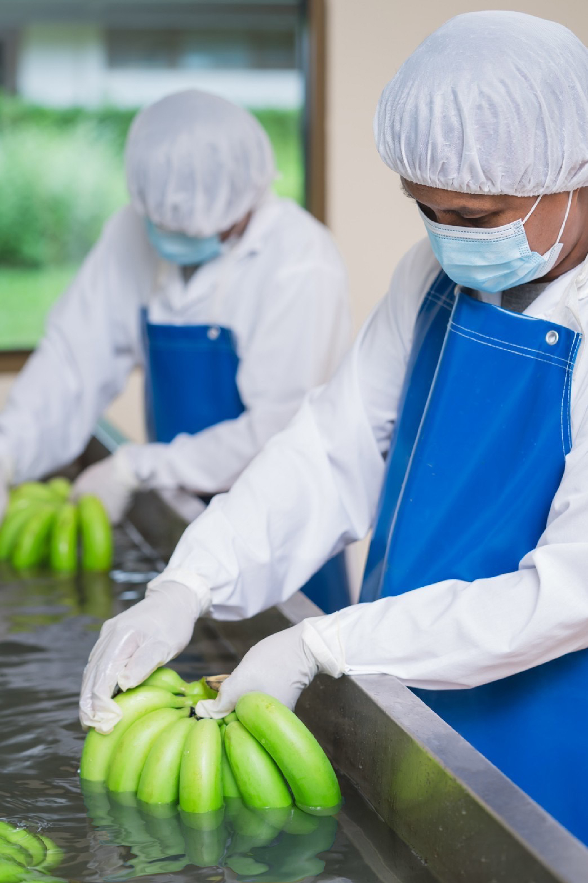 "Singha Park" enters the premium fruit market with "Gros Michel Banana" with Japanese standards, which can be pre-ordered now along with nationwide delivery.