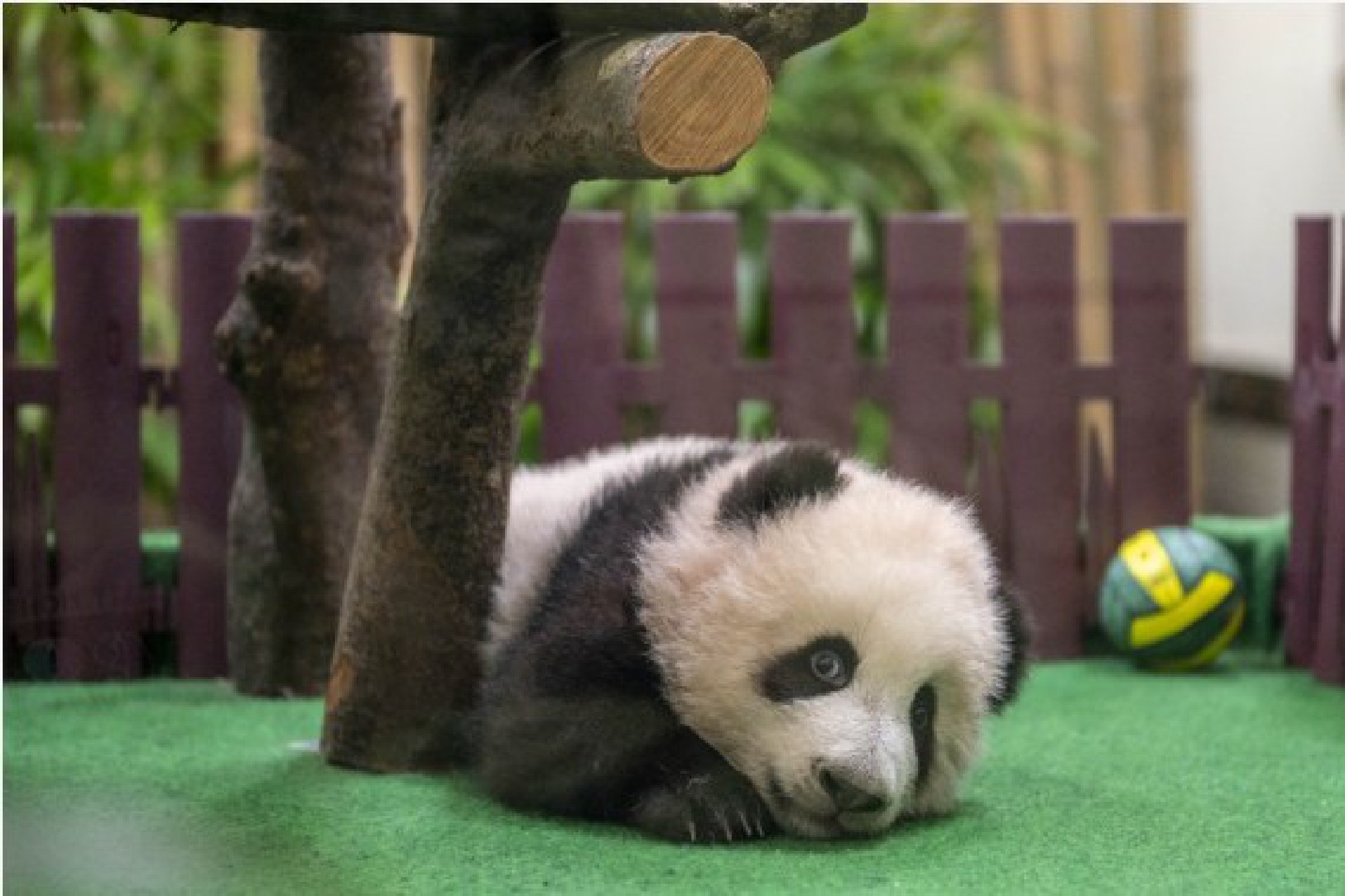 A giant panda cub is seen at Zoo Negara near Kuala Lumpur, Malaysia, Oct. 1, 2021. (Photo by Chong Voon Chung/Xinhua)
