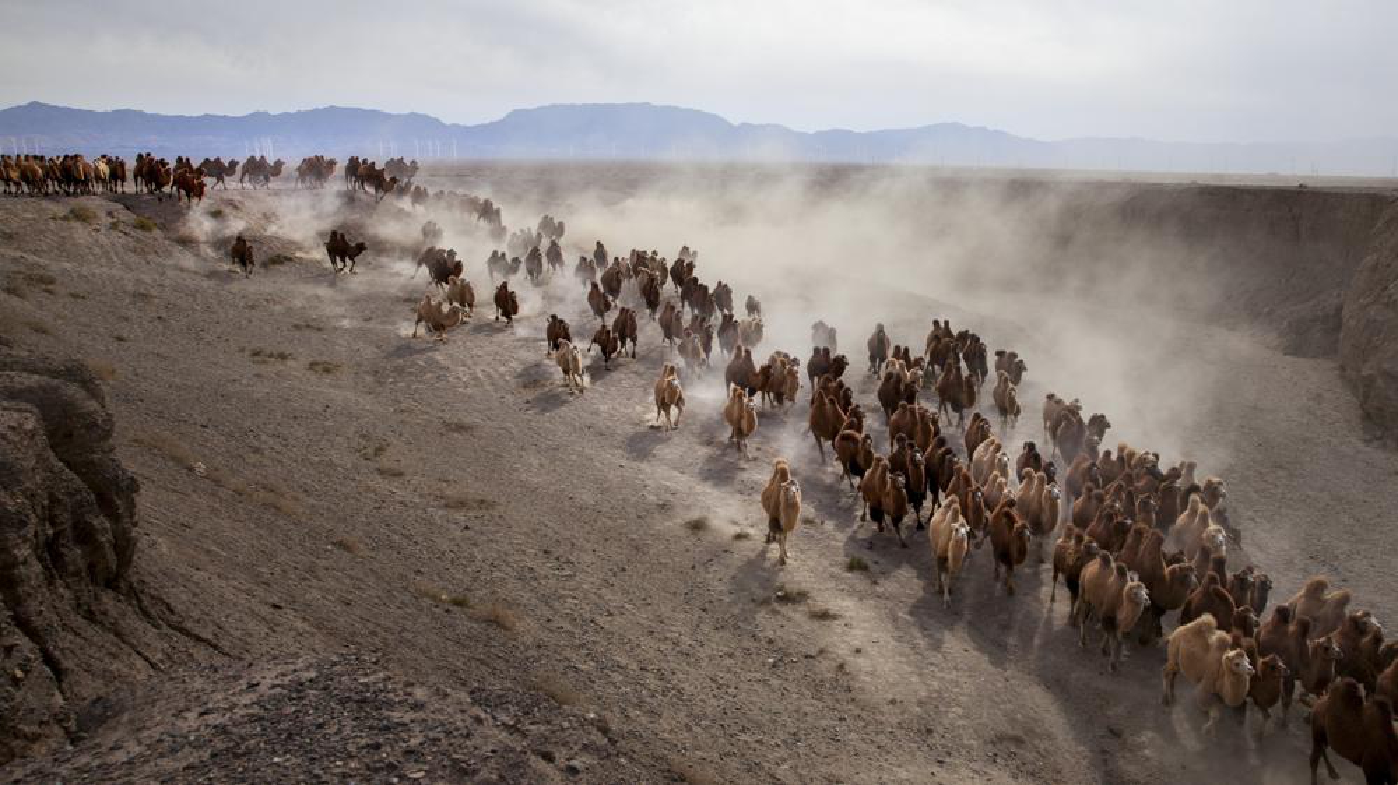Many camels can be seen during the migration. [Photo by Zhou Xin/For chinadaily.com.cn]
