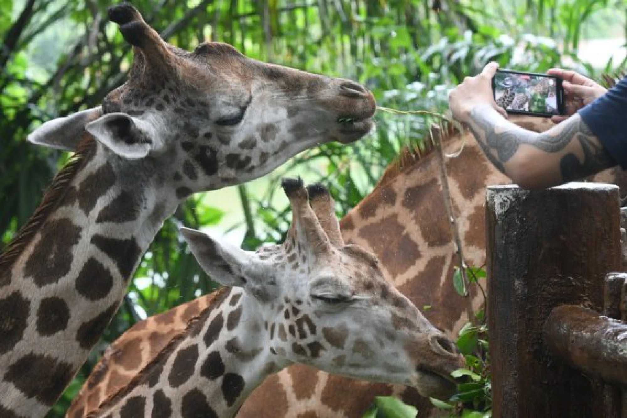 Two young Rothschild's giraffes are seen in their public debut at the Singapore Zoo in Singapore on Sept. 30, 2021. (Photo by Then Chih Wey/Xinhua)