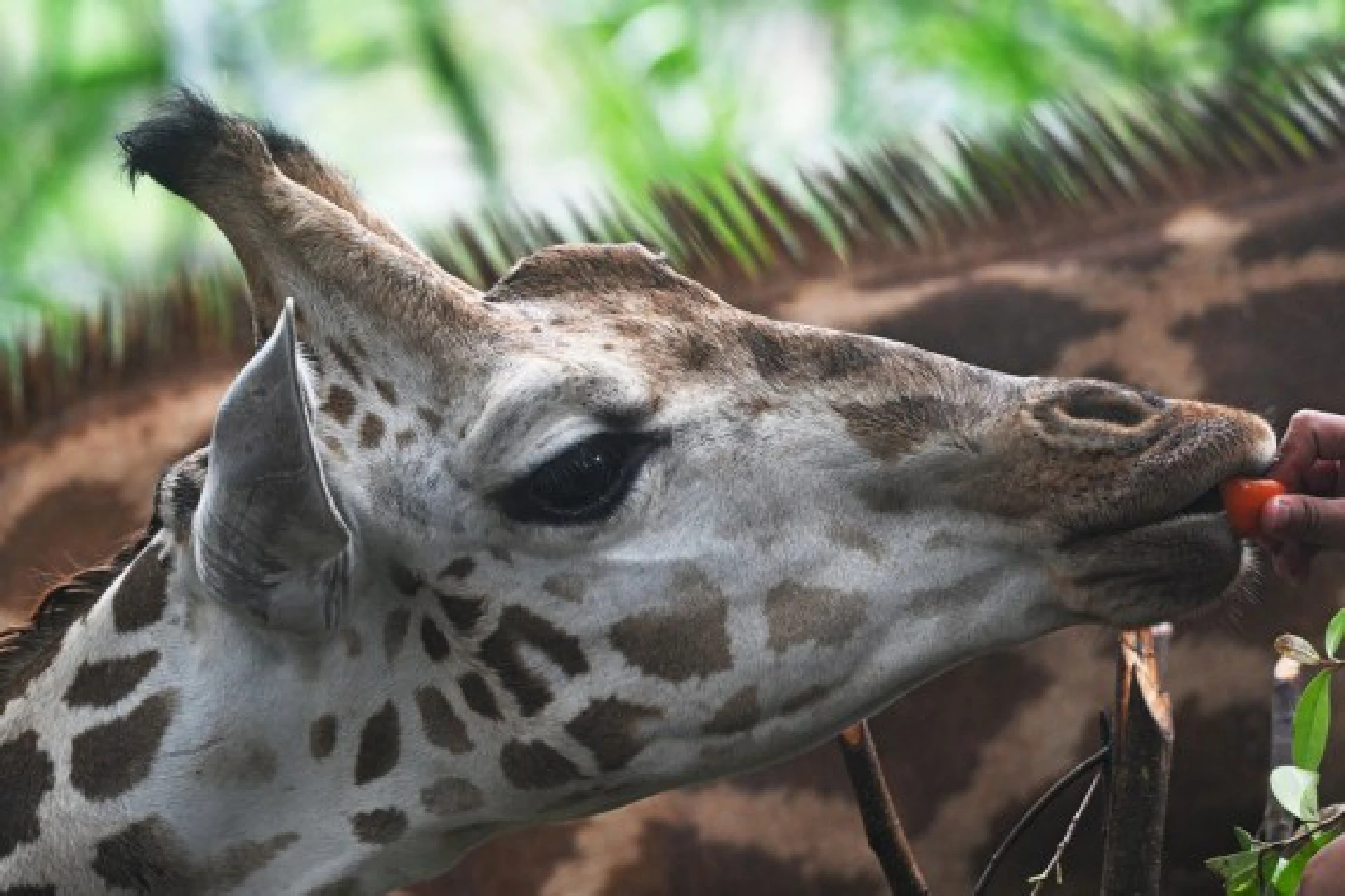 One of the two young Rothschild's giraffes eats a carrot from a zookeeper during their public debut at the Singapore Zoo in Singapore on Sept. 30, 2021. (Photo by Then Chih Wey/Xinhua)