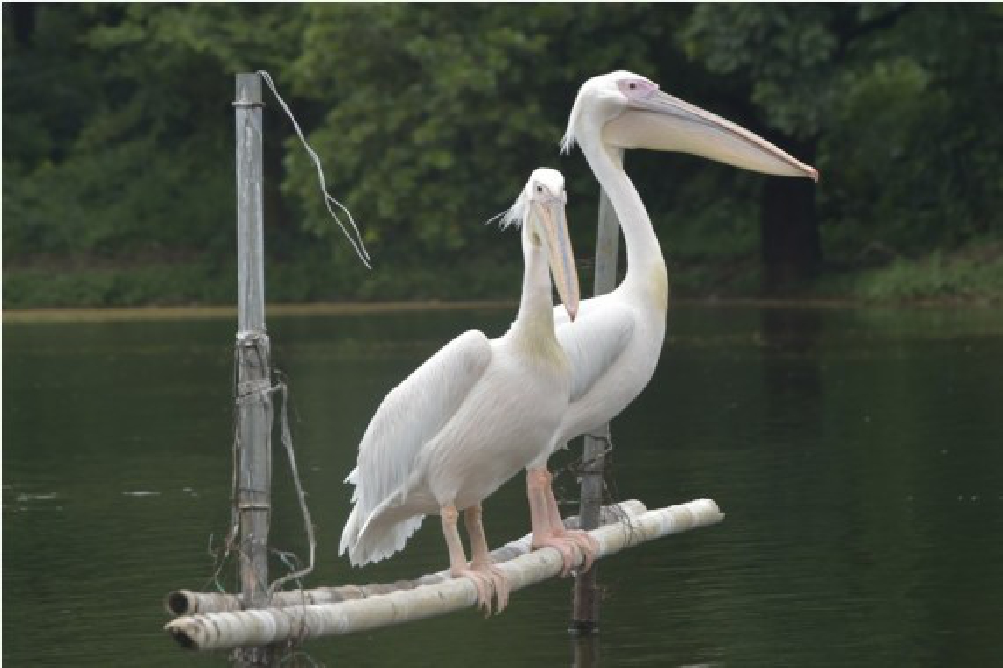 Birds are seen at the  Bangladesh National Zoo in Dhaka, capital of Bangladesh, on Oct. 3, 2021, the eve of World Animal Day. (Xinhua)
