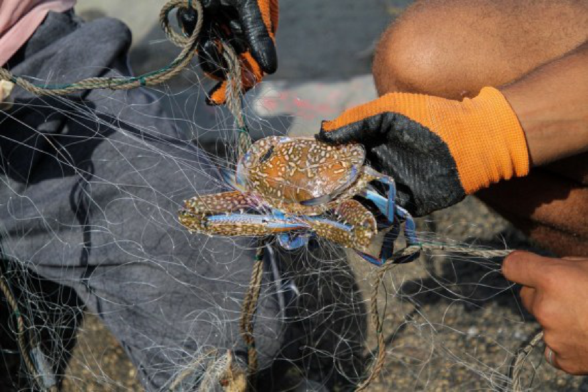 People remove a crab from the fishing net at Al-Shati refugee camp in Gaza City, on Sept. 28, 2021. (Photo by Rizek Abdeljawad/Xinhua)