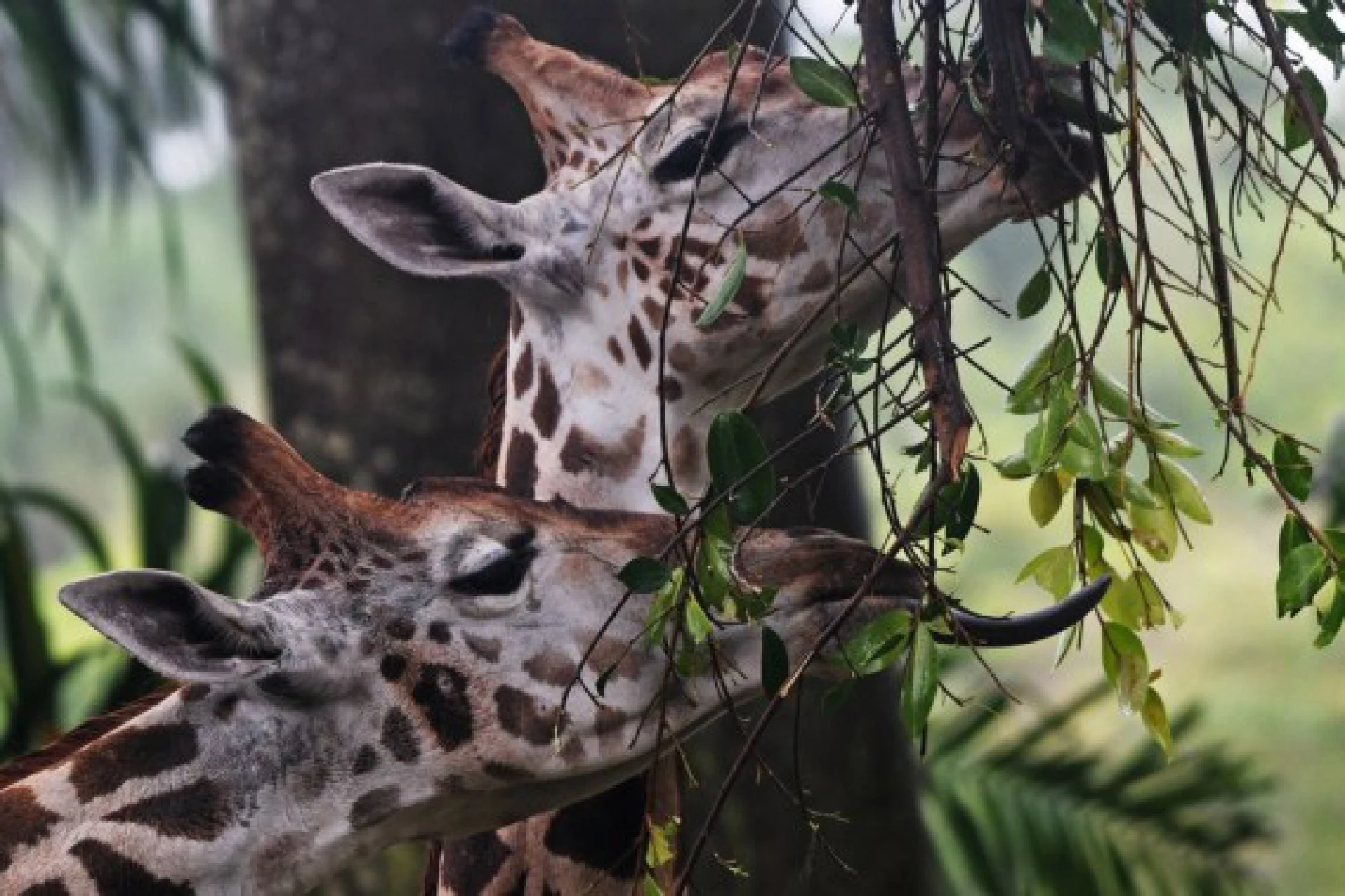 Two young Rothschild's giraffes are seen in their public debut at the Singapore Zoo in Singapore on Sept. 30, 2021. (Photo by Then Chih Wey/Xinhua)